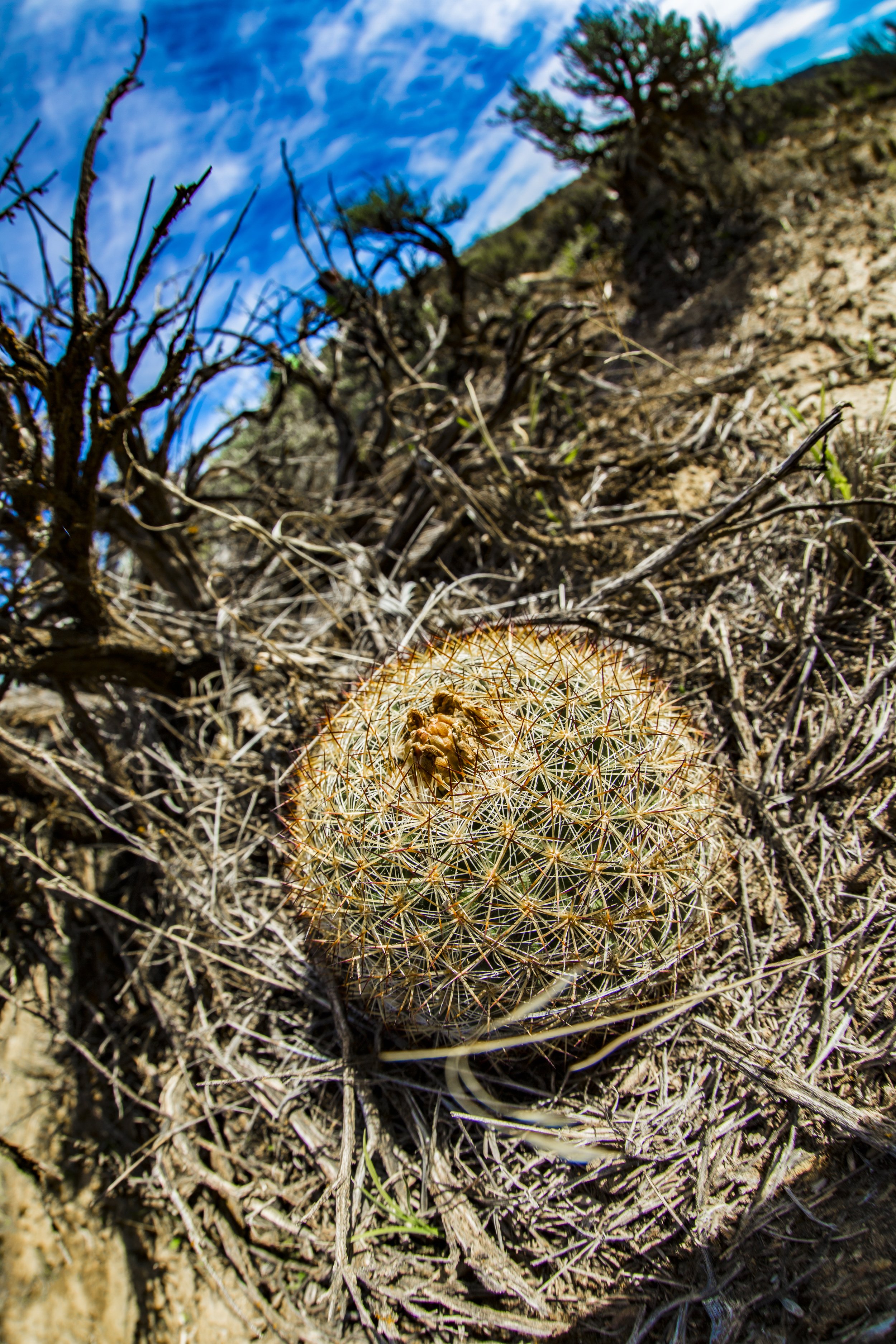 Cactus.jpg
