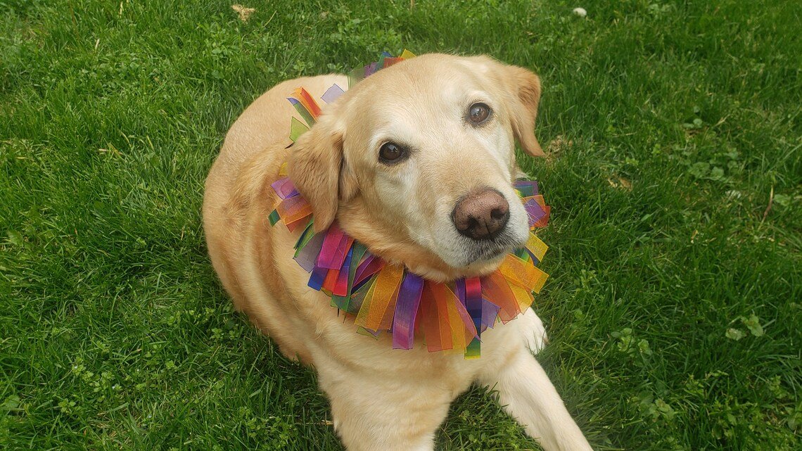 Rainbow Ribbon Dog Collar 