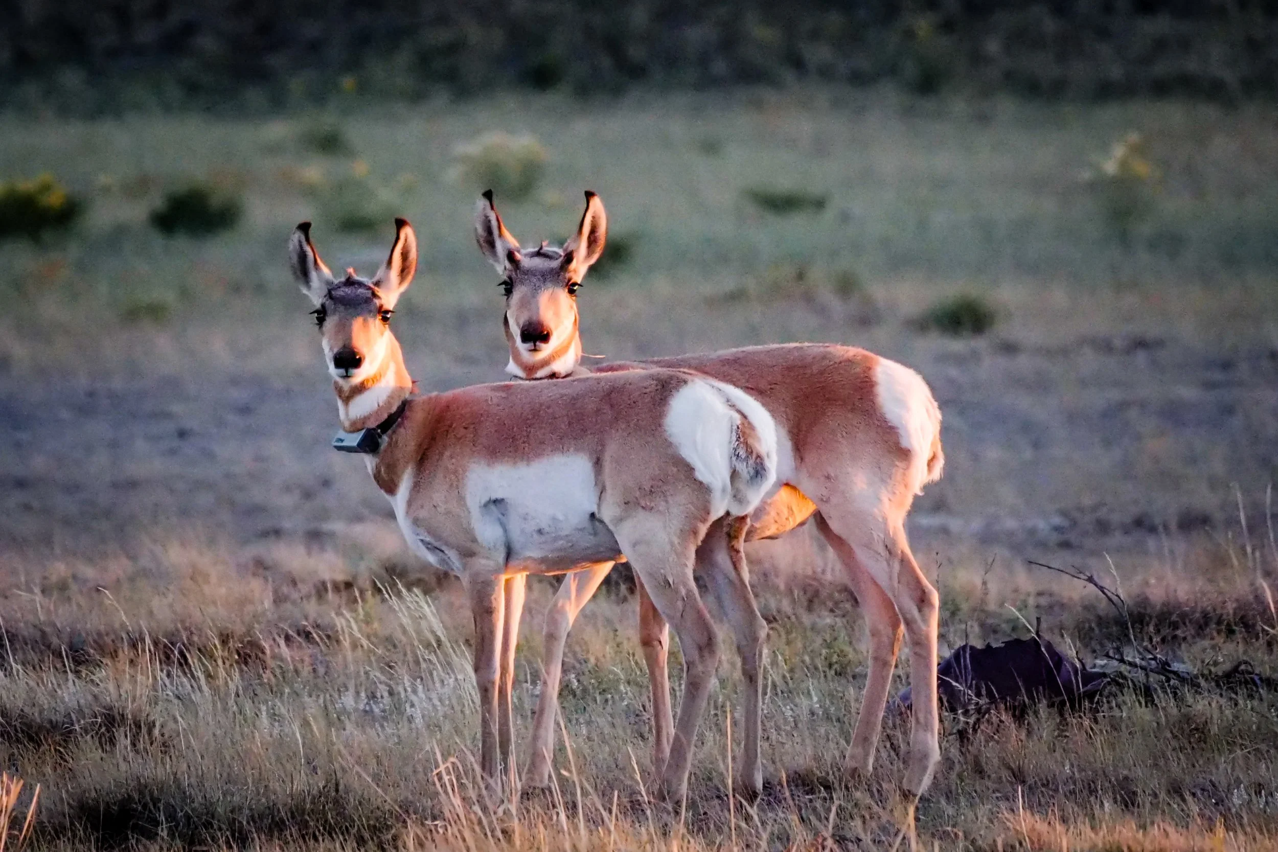 Wyoming Pronghorn and Elk Movement Project