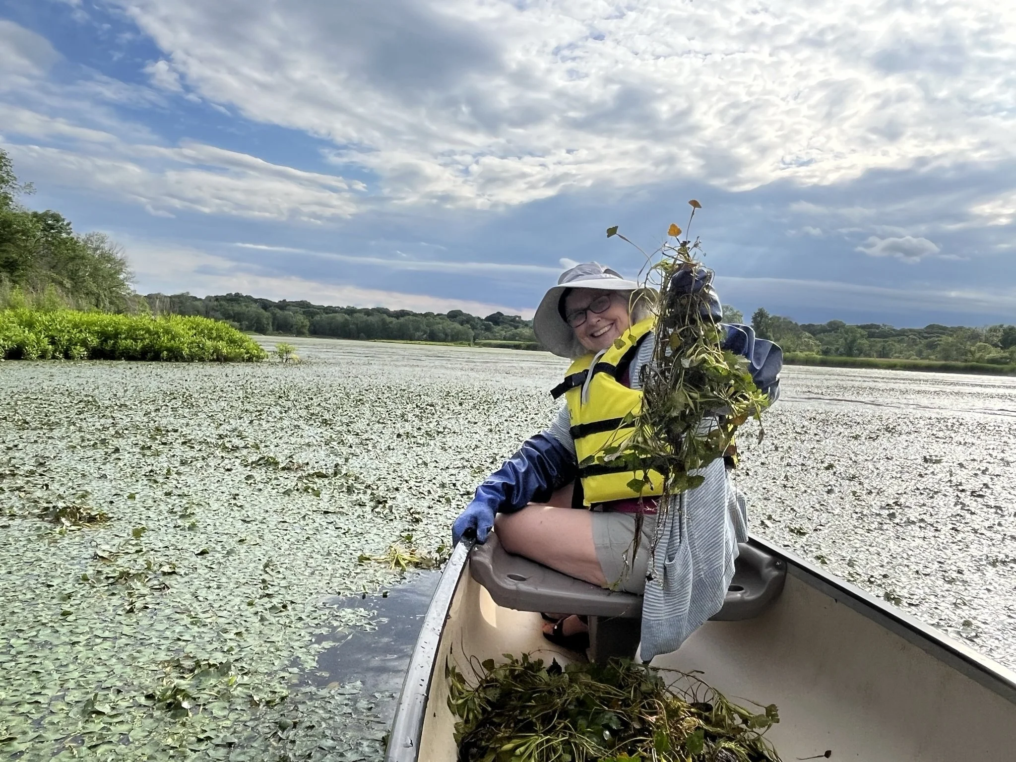 Water Chestnut Pull - Slatersville Reservoir 