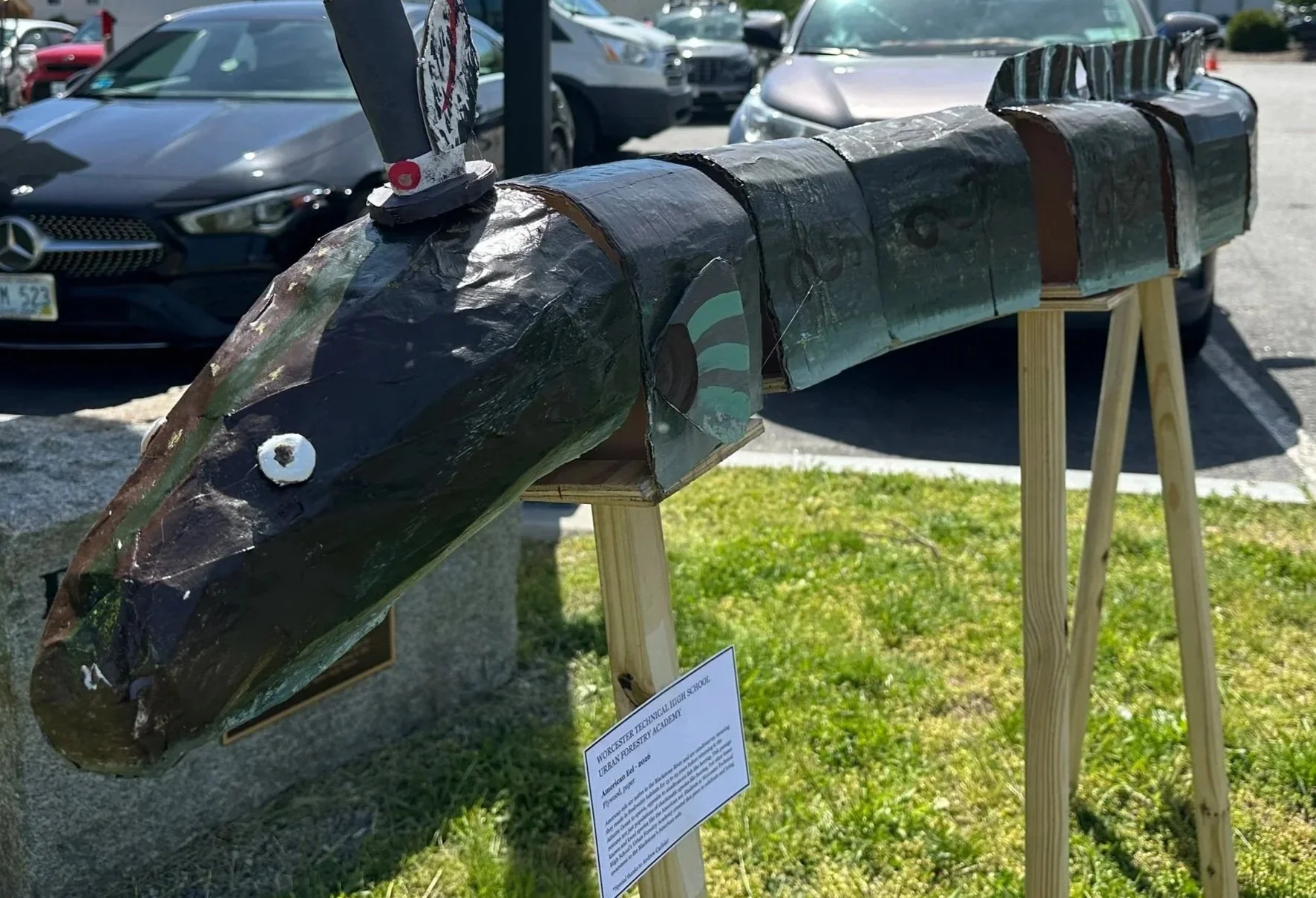 American Eel - 2026