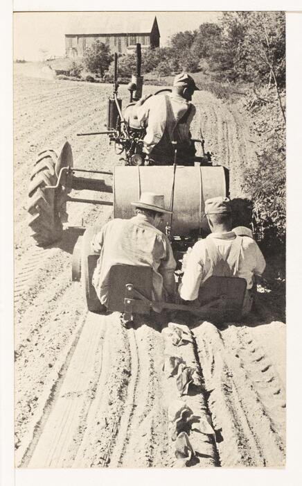Setting tobacco plants