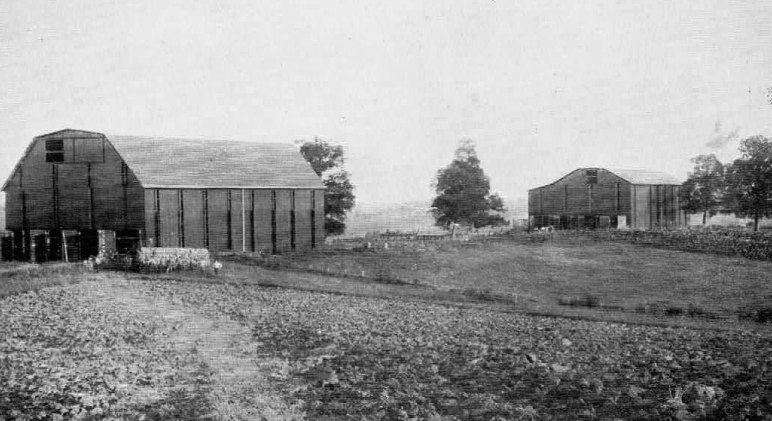 Tobacco Barns