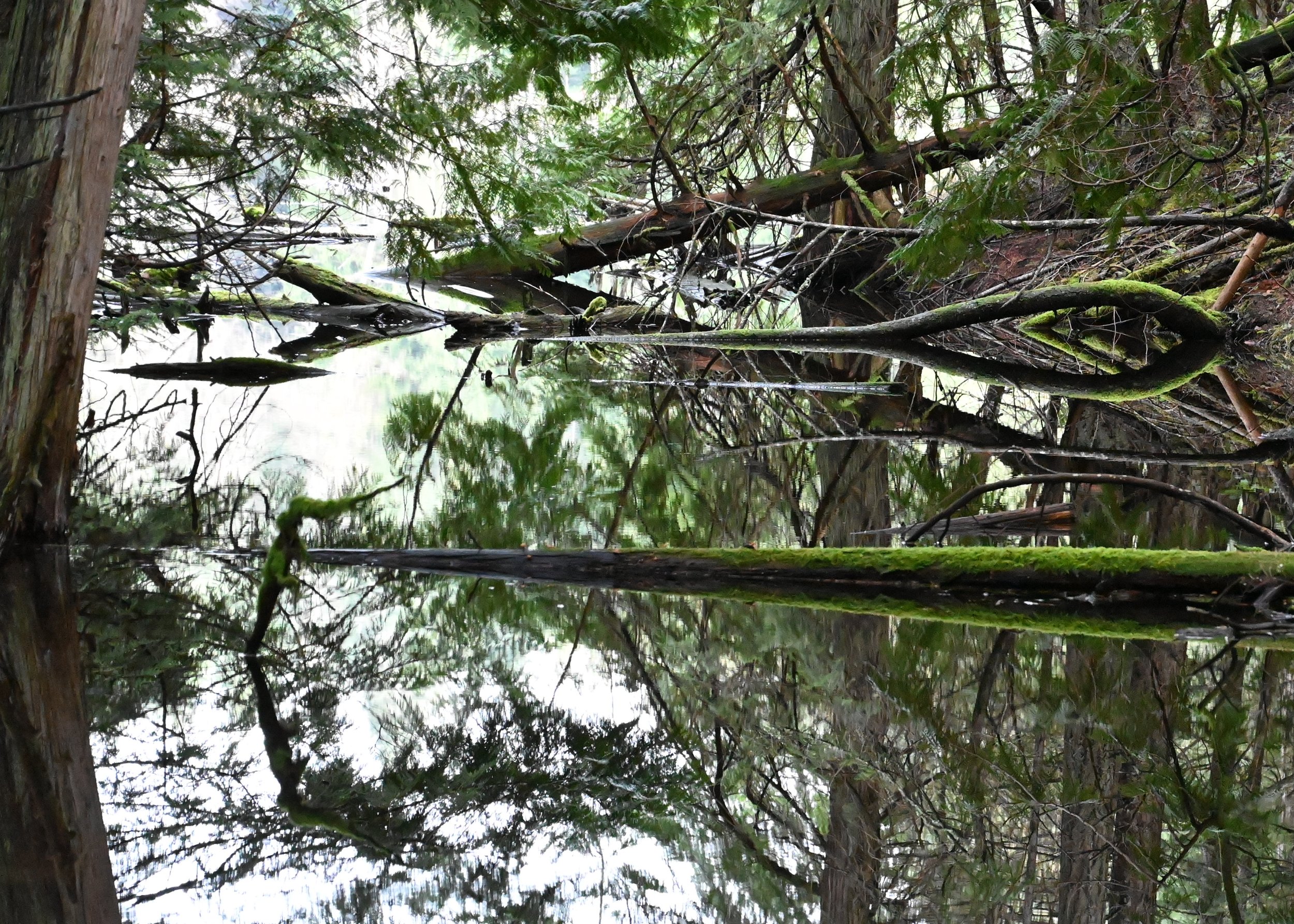 NATURE Roe Lake reflection 2023 copy.jpg