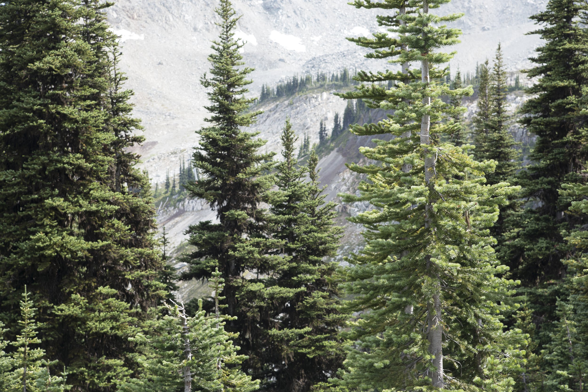BeWildlyWhistlerTrees (1 of 1).jpg