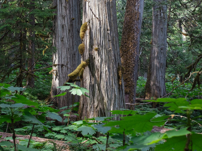 There’s no reason on earth: What scientists are saying about logging one of Canada's rarest rainforest