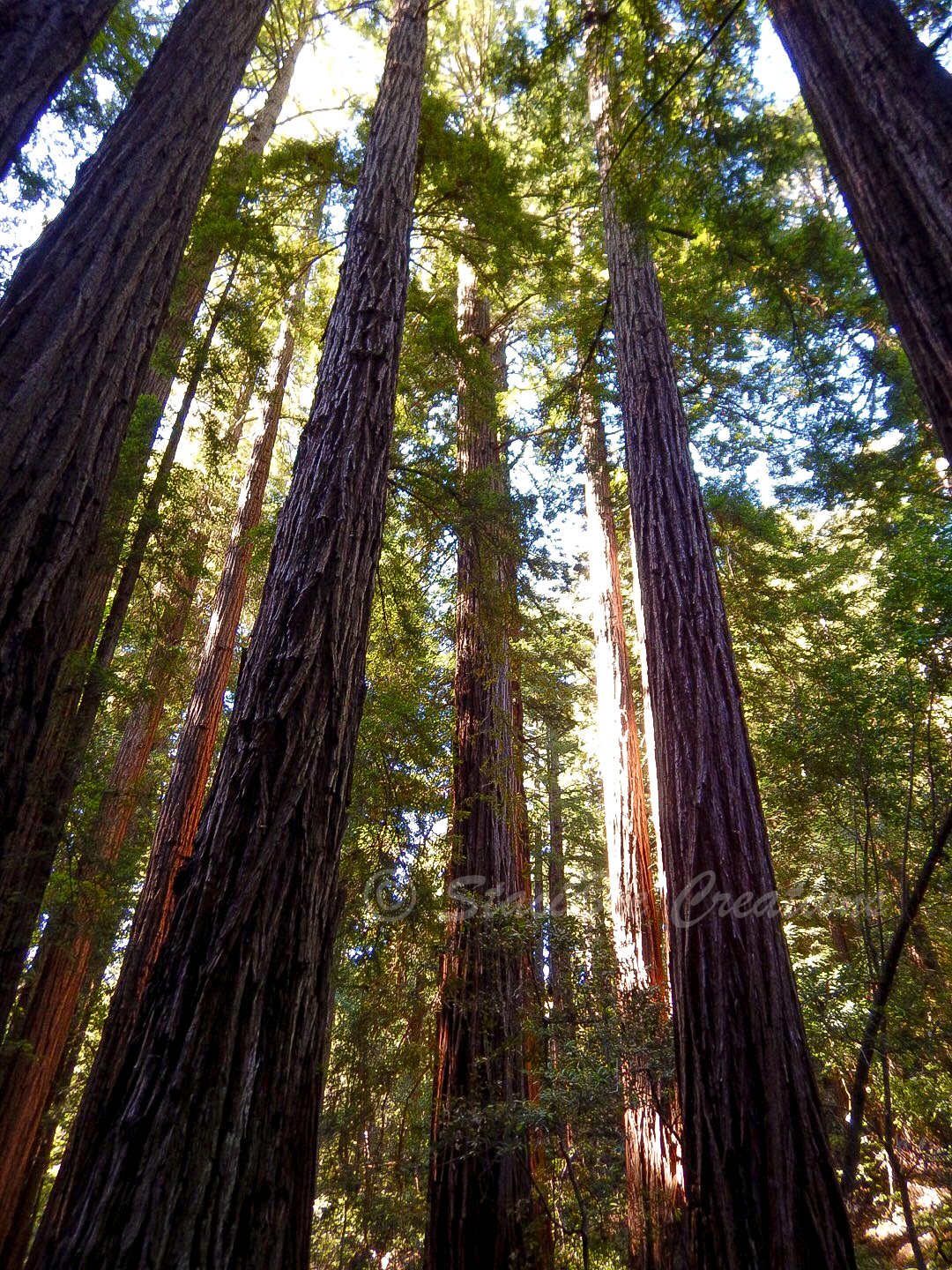 Muir Woods - California