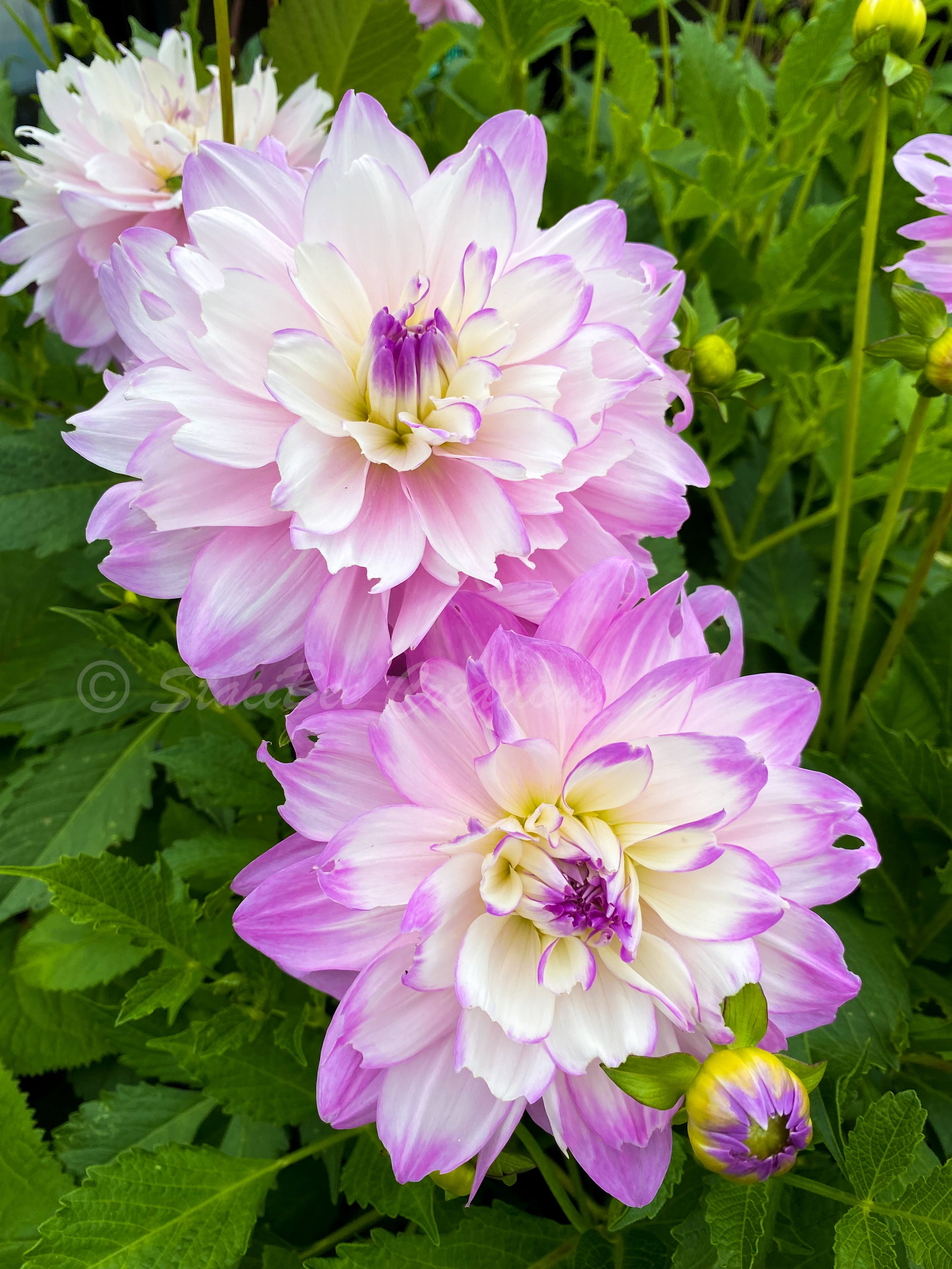 Dahlia