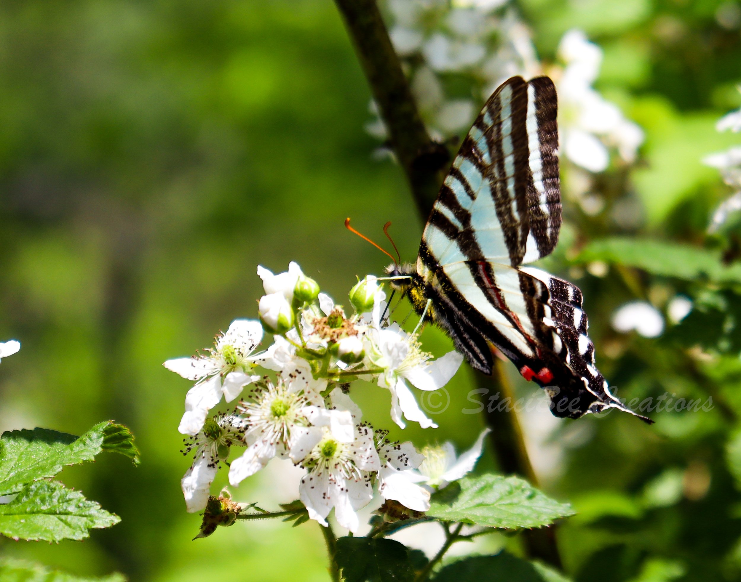 Zebra Swallowtail