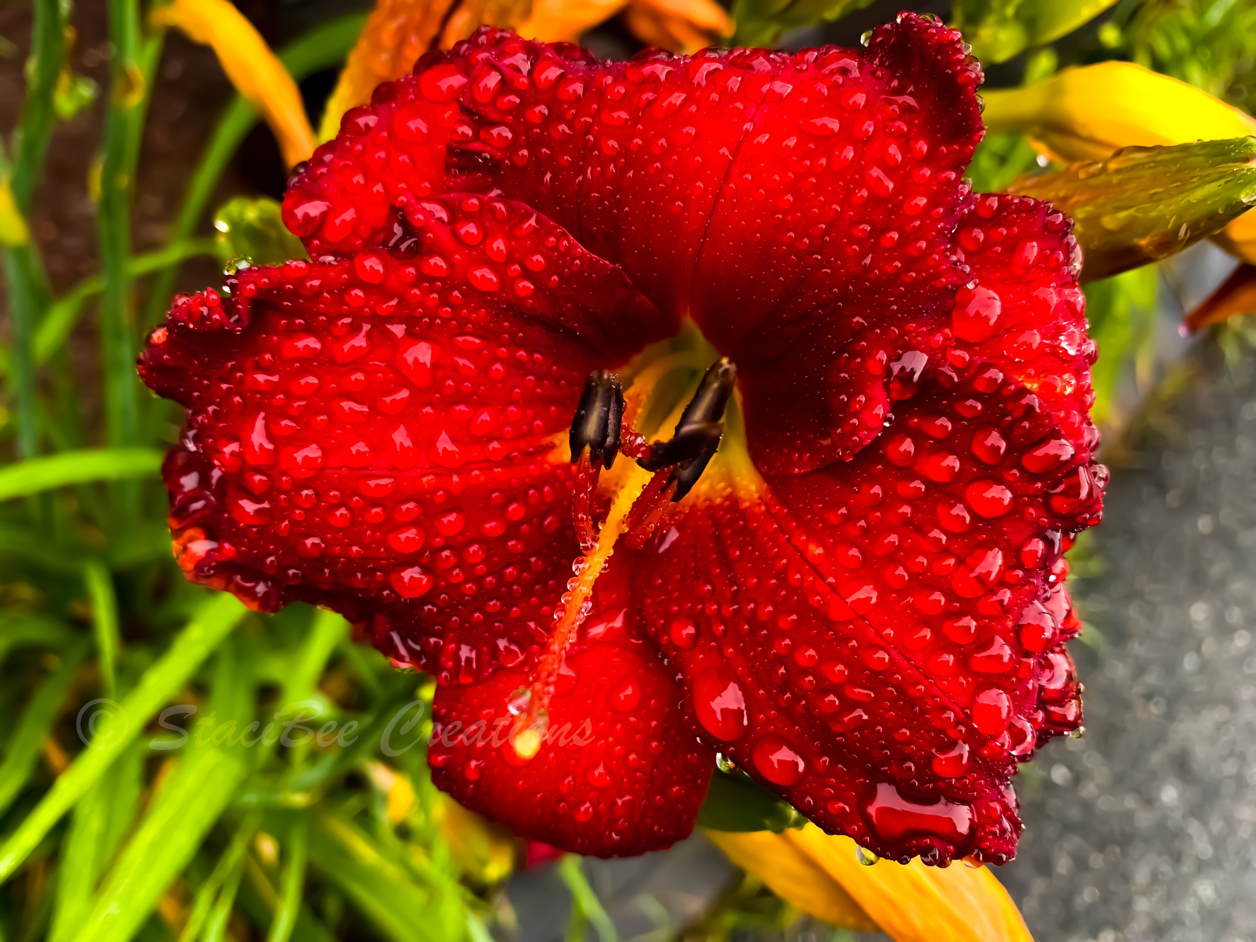Orange Daylily