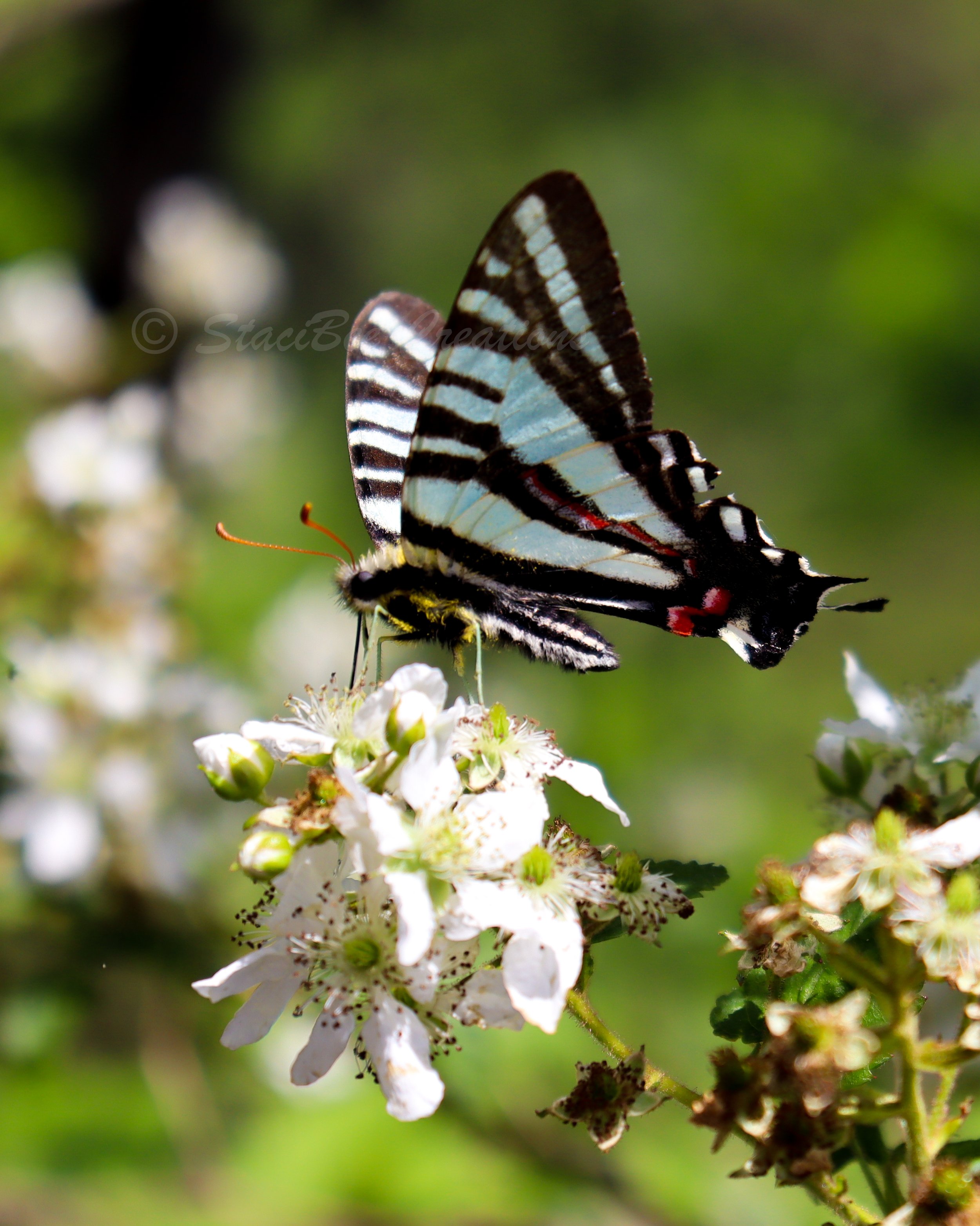 Zebra Swallowtail