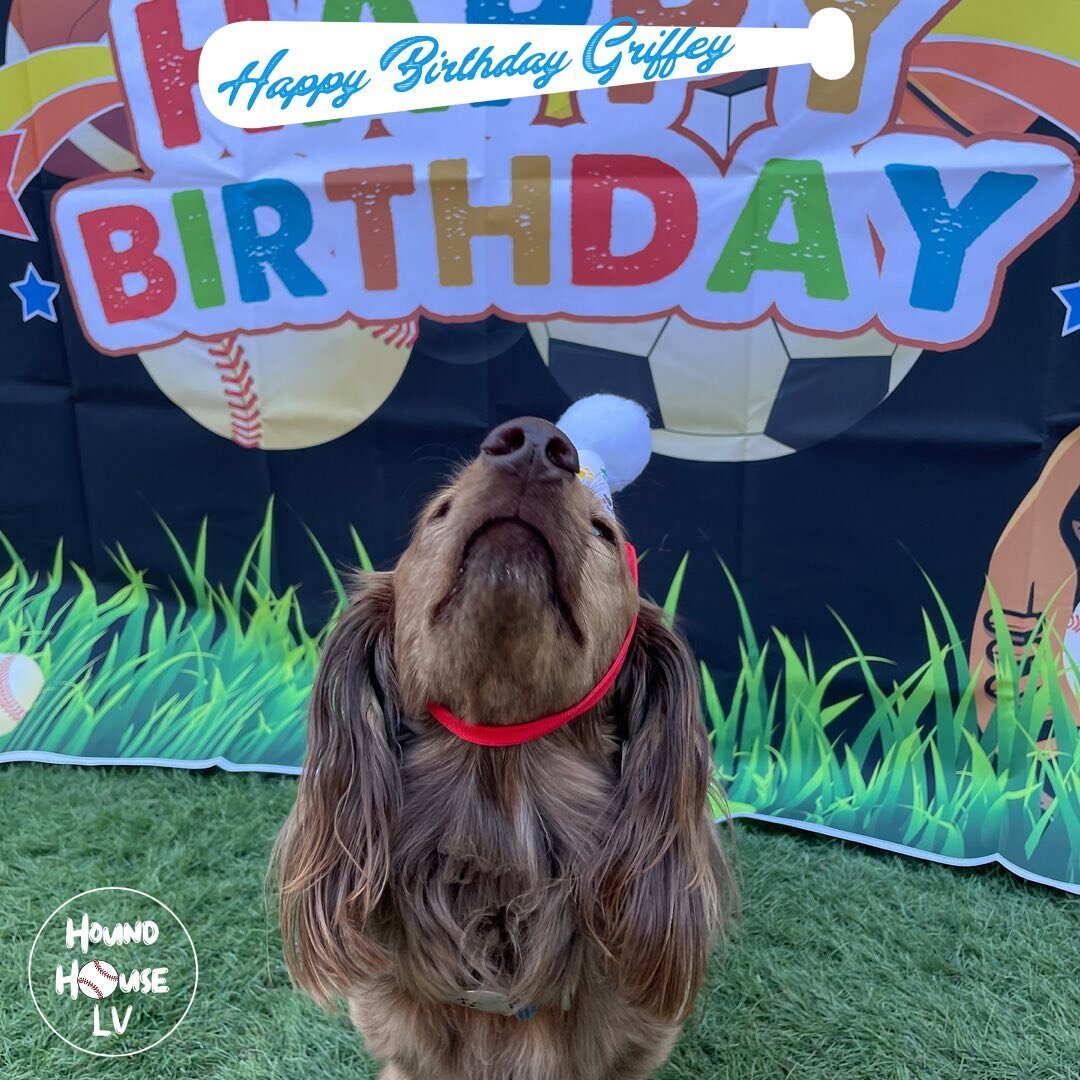 Happy Birthday Griffey! ⚾️🧢🐾
All pawty pictures will be on our Facebook! 🥳