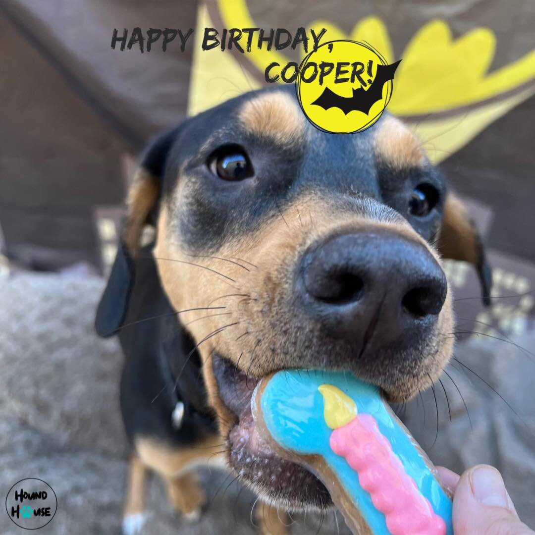Happiest of birthdays Cooper! 🐶🎉🥳 

#HHLVFamily #VegasStrong #dogslife #dogsofinstagram #dogoftheday #bestoflasvegas #doggiedaycare #vegas #dogsofinsta #dogdaycare #smallbusiness #houndhouselv #dogsoffacebook #dogs