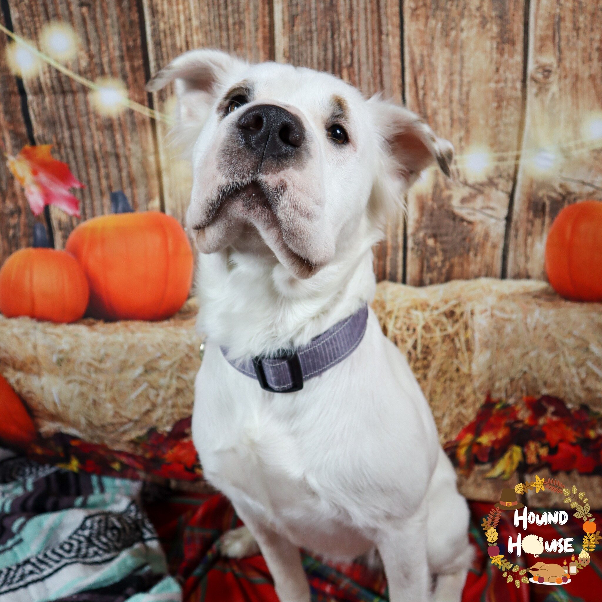 Some pics from our Fall Shoot today! Full album will be uploaded to Facebook shortly!

 #HHLVFamily #VegasStrong #dogslife #dogsofinstagram #dogoftheday #bestoflasvegas #doggiedaycare #vegas #dogsofinsta #dogdaycare #smallbusiness #houndhouselv #dogs