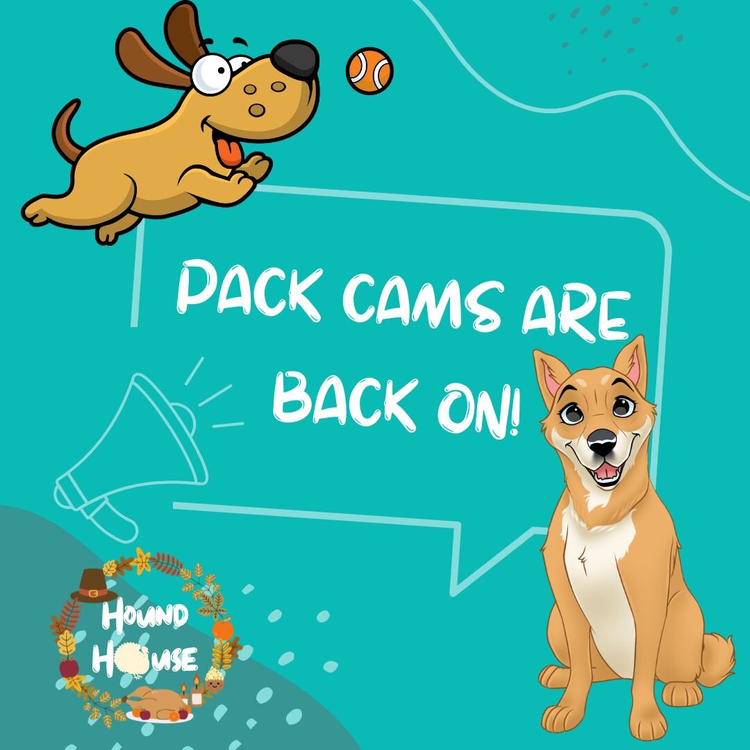 IT'S BACK! Login now to check out the new angles! Let us know what you think!

 #HHLVFamily #VegasStrong #dogsofinstagram #dogslife #dogoftheday #bestoflasvegas #doggiedaycare #vegas #dogsofinsta #dogdaycare #smallbusiness #houndhouselv #dogsoffacebo