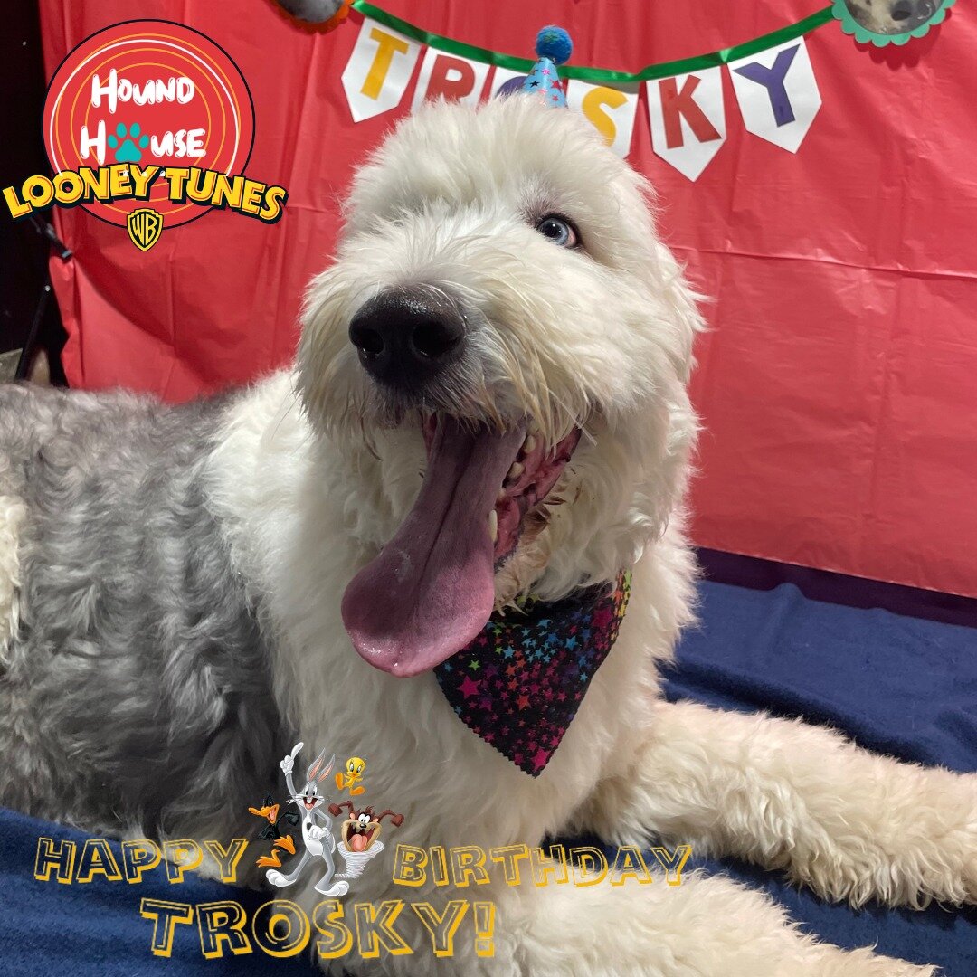 Happy birthday Trosky! 🥳🐾🥳
All party pictures will be posted on our Facebook 😊

 #HHLVFamily #VegasStrong #dogslife #dogsofinstagram #dogoftheday #bestoflasvegas #doggiedaycare #vegas #dogsofinsta #dogdaycare #smallbusiness #houndhouselv #dogsoff