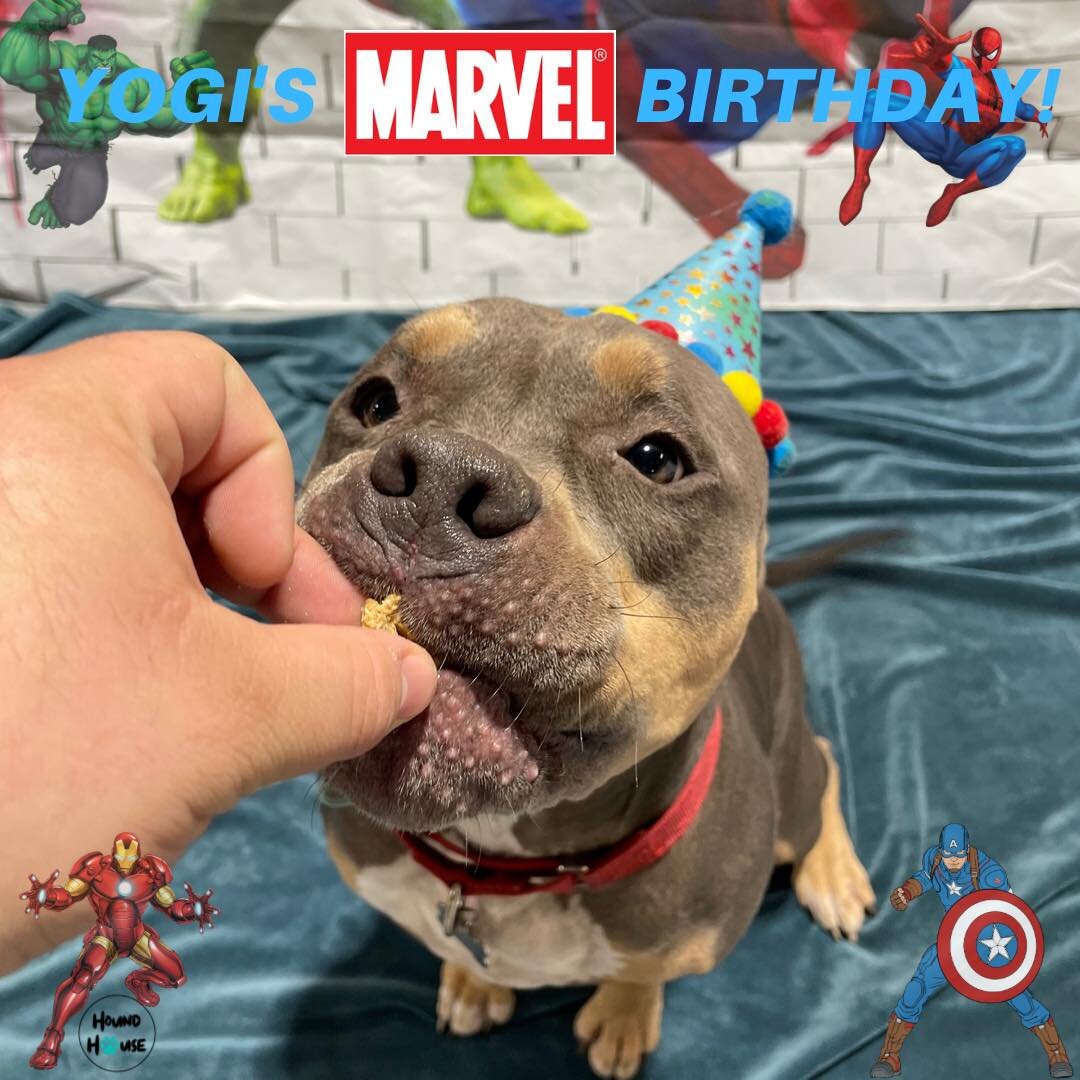 Happy Marvel Birthday Yogi 💙🐶🐾 

All of the Pawty photos will be posted on our Facebook! 

#HHLVFamily #VegasStrong #dogslife #dogsofinstagram #dogoftheday #bestoflasvegas #doggiedaycare #vegas #dogsofinsta #dogdaycare #smallbusiness #houndhouselv