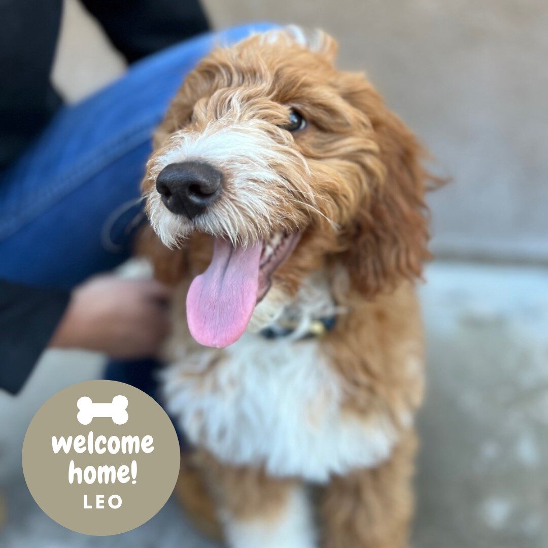 It's been busy #HHLVFamily! Please welcome our newest pack members, round two!

 #HHLVFamily #VegasStrong #dogslife #dogsofinstagram #dogoftheday #bestoflasvegas #vegas #doggiedaycare #dogsofinsta #dogdaycare #smallbusiness #houndhouselv #dogsoffaceb