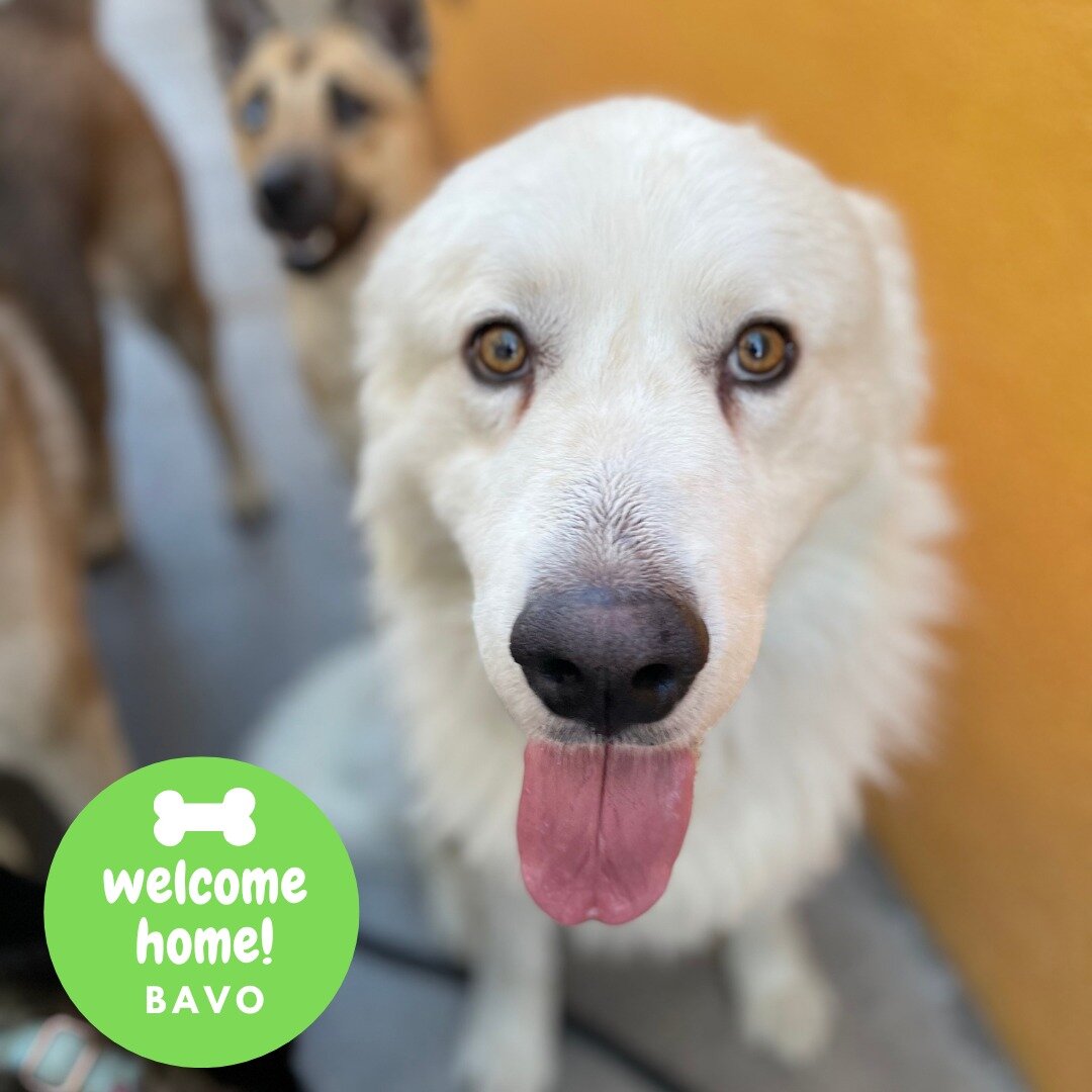 It's been busy #HHLVFamily! Please welcome our newest pack members, round one!

 #HHLVFamily #VegasStrong #dogslife #dogsofinstagram #dogoftheday #bestoflasvegas #vegas #doggiedaycare #dogsofinsta #dogdaycare #smallbusiness #houndhouselv #dogsoffaceb