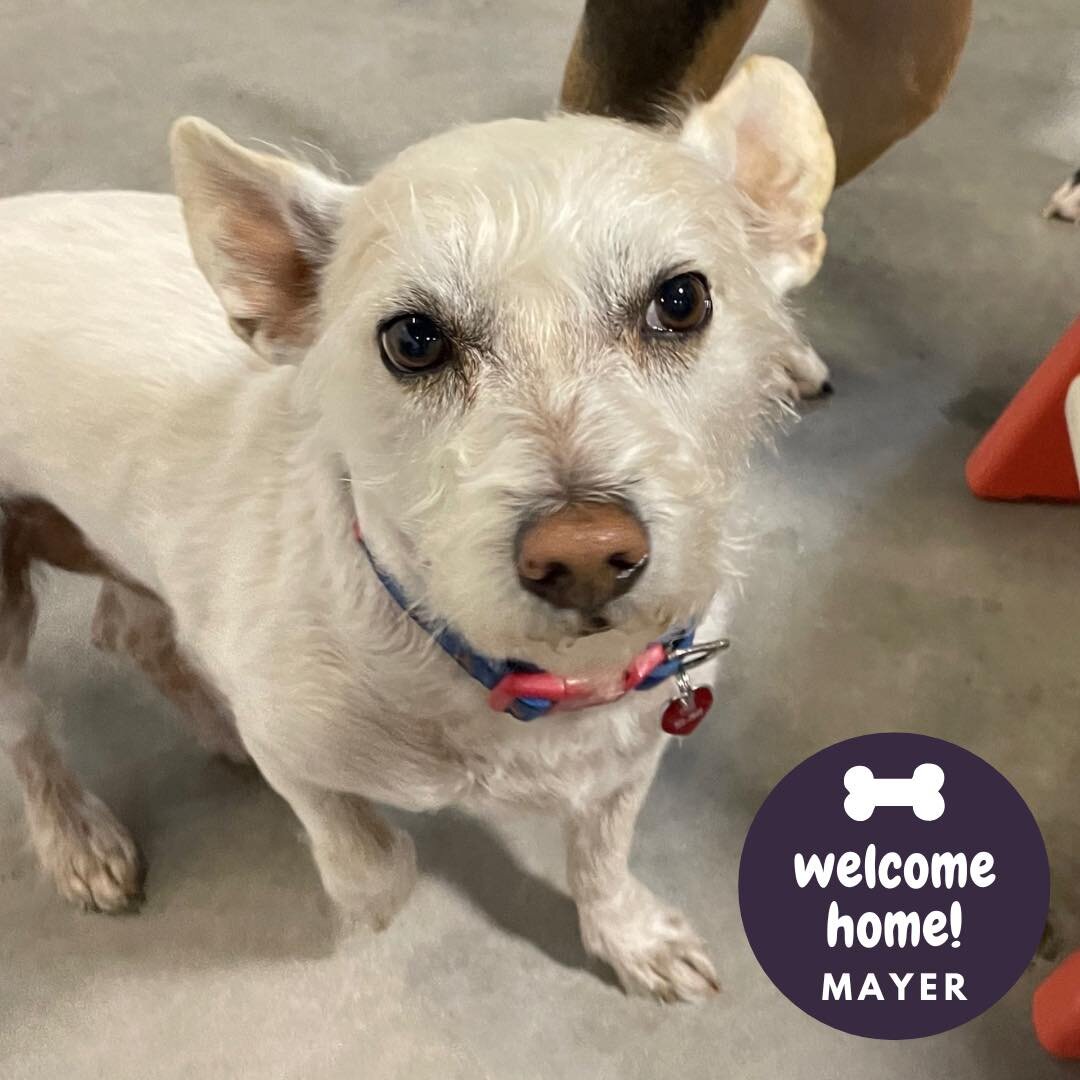Give a warm welcome to the newest members of our pack this Sunday! 

#HHLVFamily #VegasStrong #dogslife #dogsofinstagram #dogoftheday #bestoflasvegas #doggiedaycare #vegas #dogsofinsta #dogdaycare #smallbusiness #houndhouselv #dogsoffacebook #dogs
