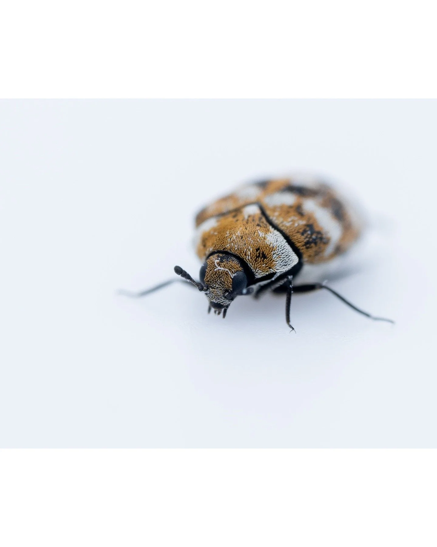 Found this little guy in a basket.

#macro #macrophotography #macroworld