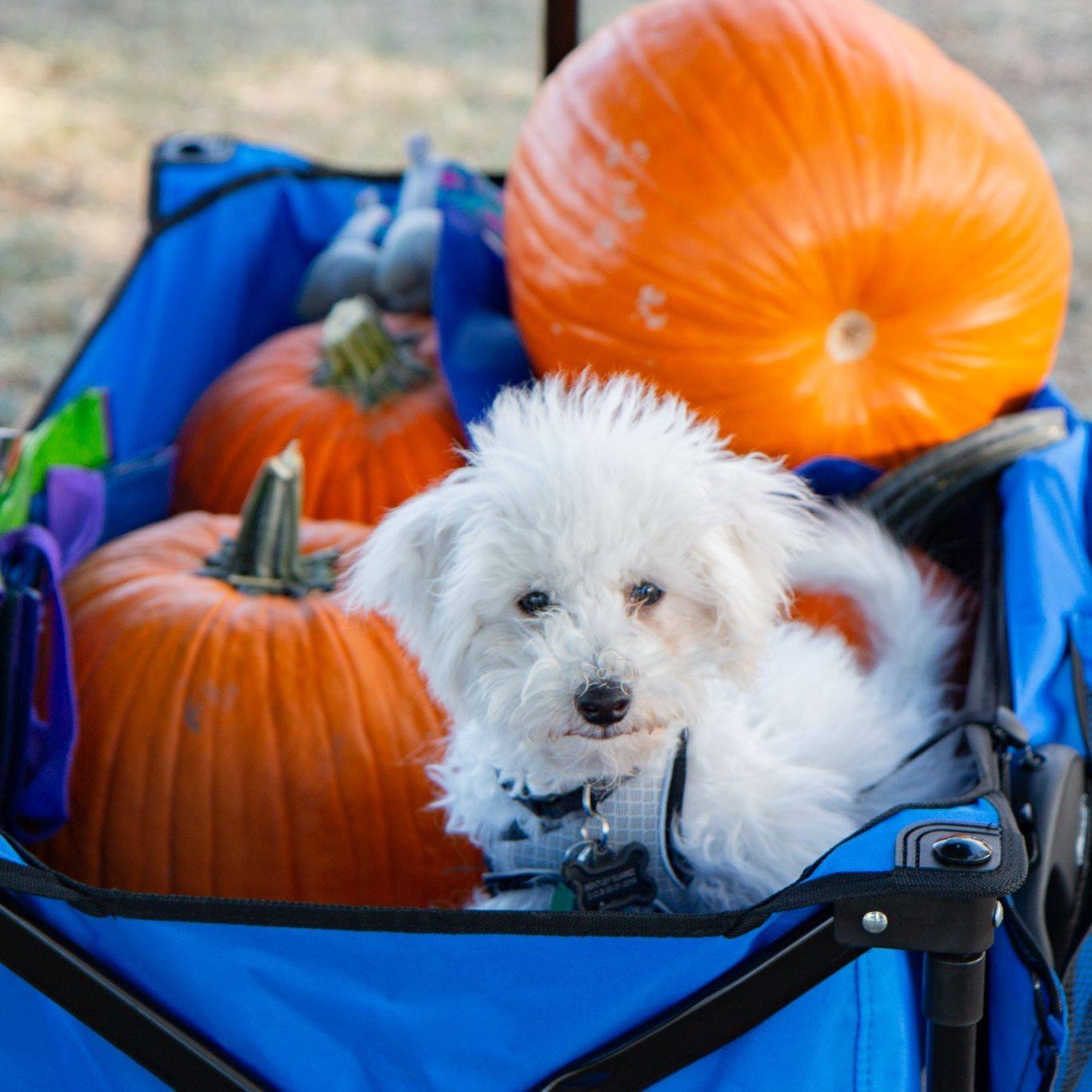 Great Pumpkin Festival dog with pumpkins.jpg