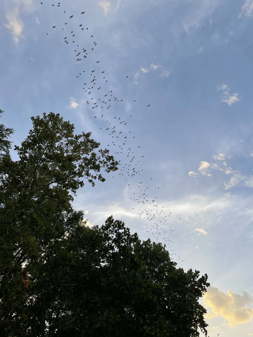 The last of the bats. Highly recommend a bat watching tour via kayaks, even if your arms will want to fall off...