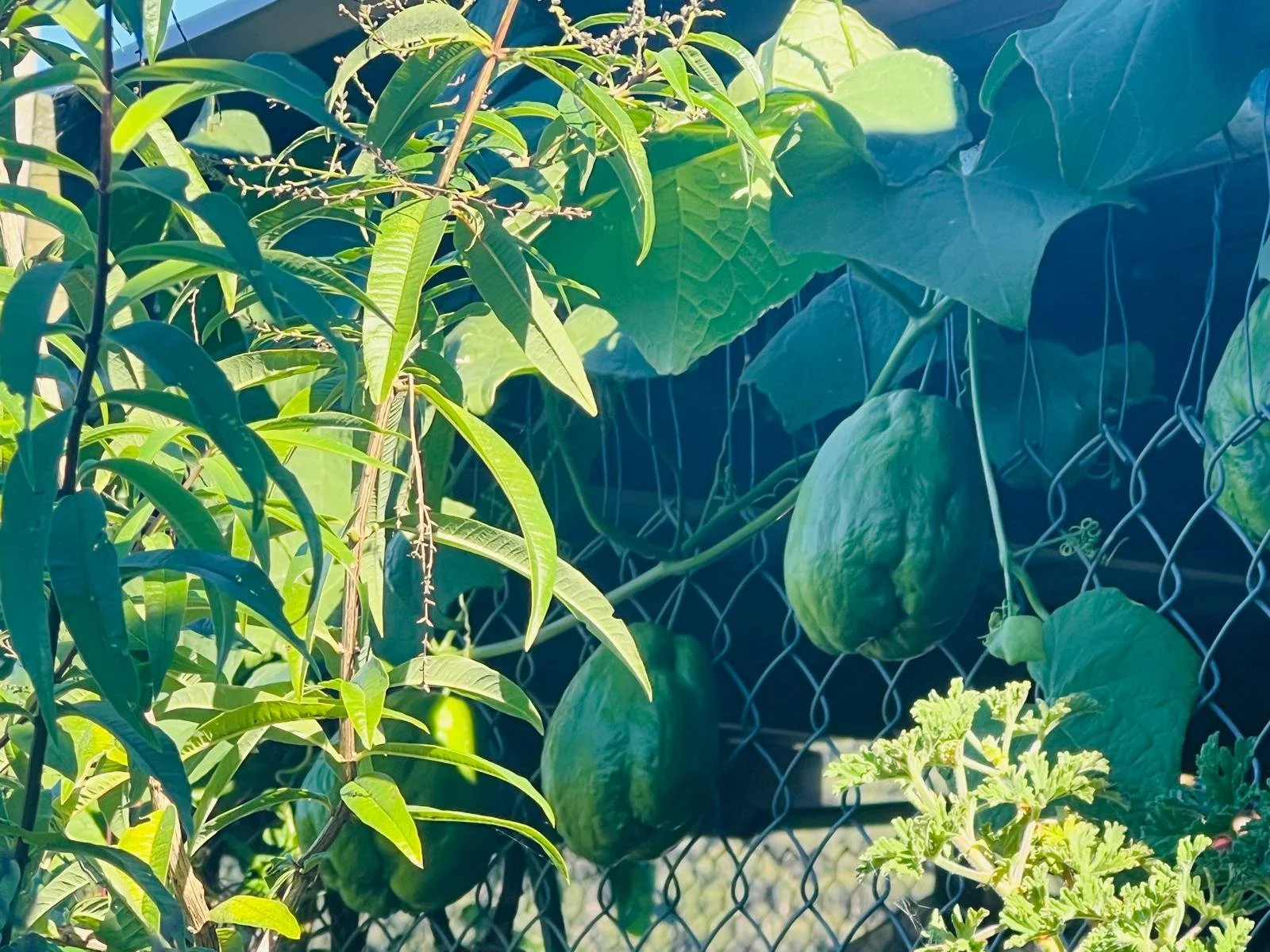 Featuring Choko - a New Zealand and Australian name for this humble vegetable.

It quietly grows into something special in our kitchen - right now, ours are in full season, hanging in beautiful bunches from the vine. 

At our Mother&rsquo;s Day event