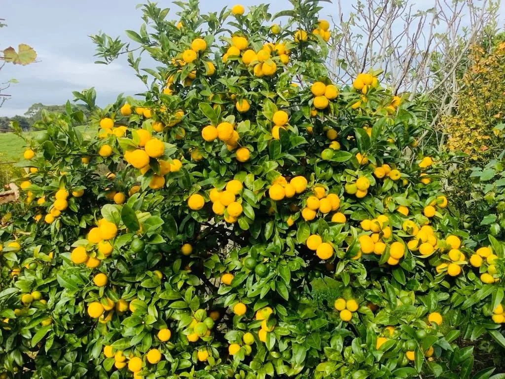 From tree to table........

When life gives G an abundance of Meyer lemons, he doesn't make lemonade......he makes preserved lemons.

Picked fresh from our garden and layered with lemon verbena and bay laurel leaves, these lemons slowly develop their