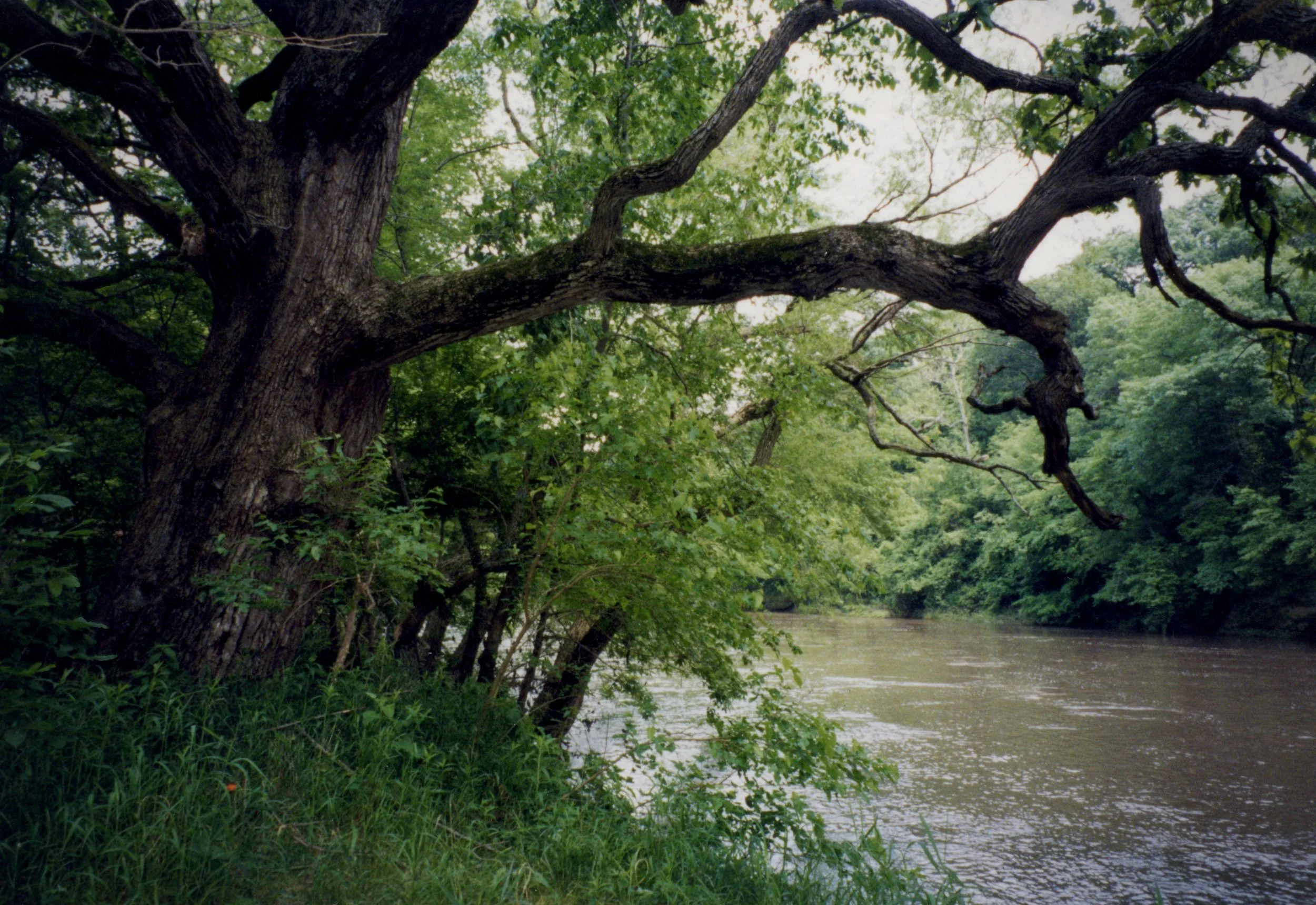 Large oak tree arching over a flowing brown river surrounded by lush green forest.
