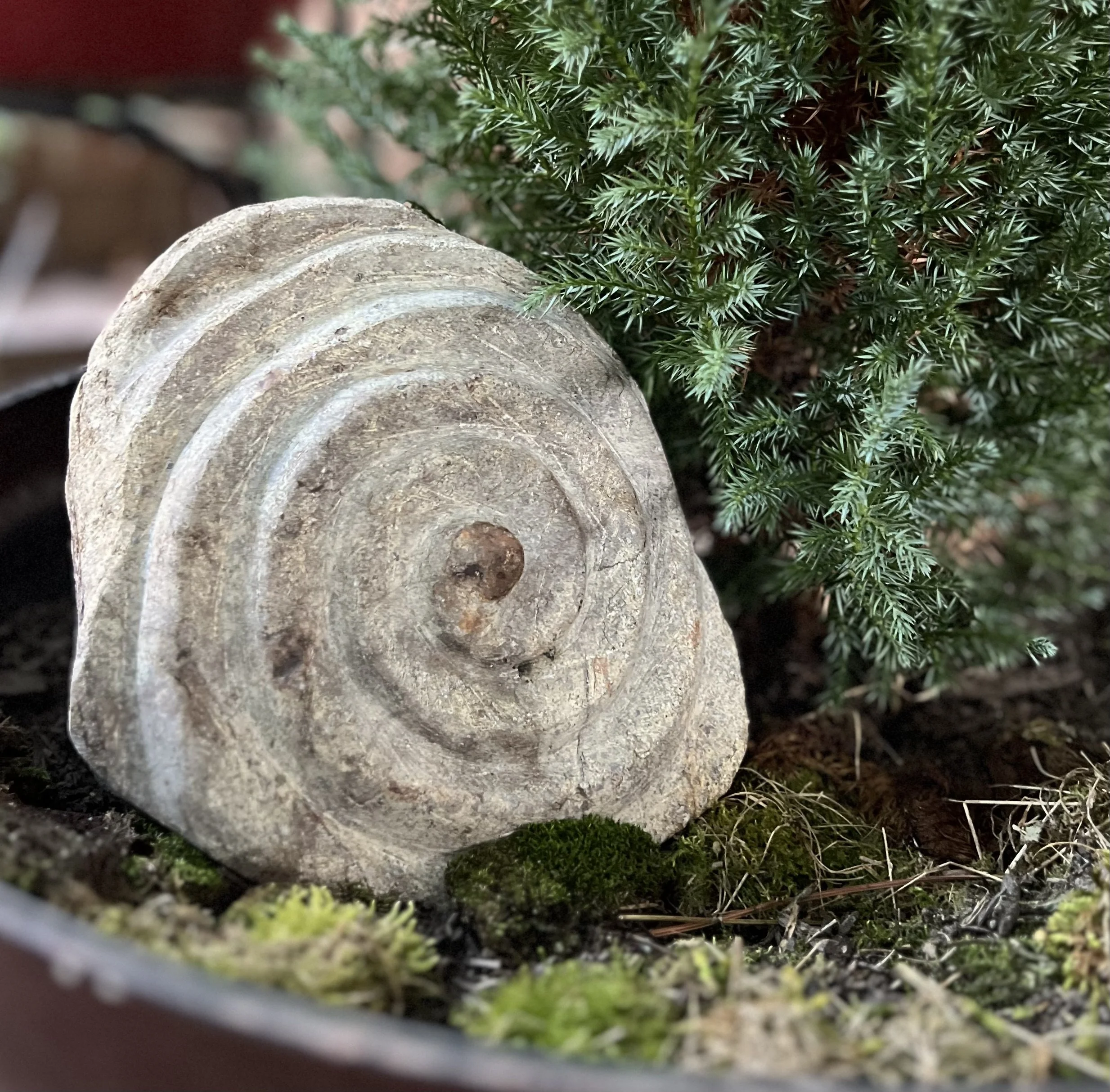 A carved stone spiral resting in moss at the base of an evergreen — emergence shaped by intention and patience.