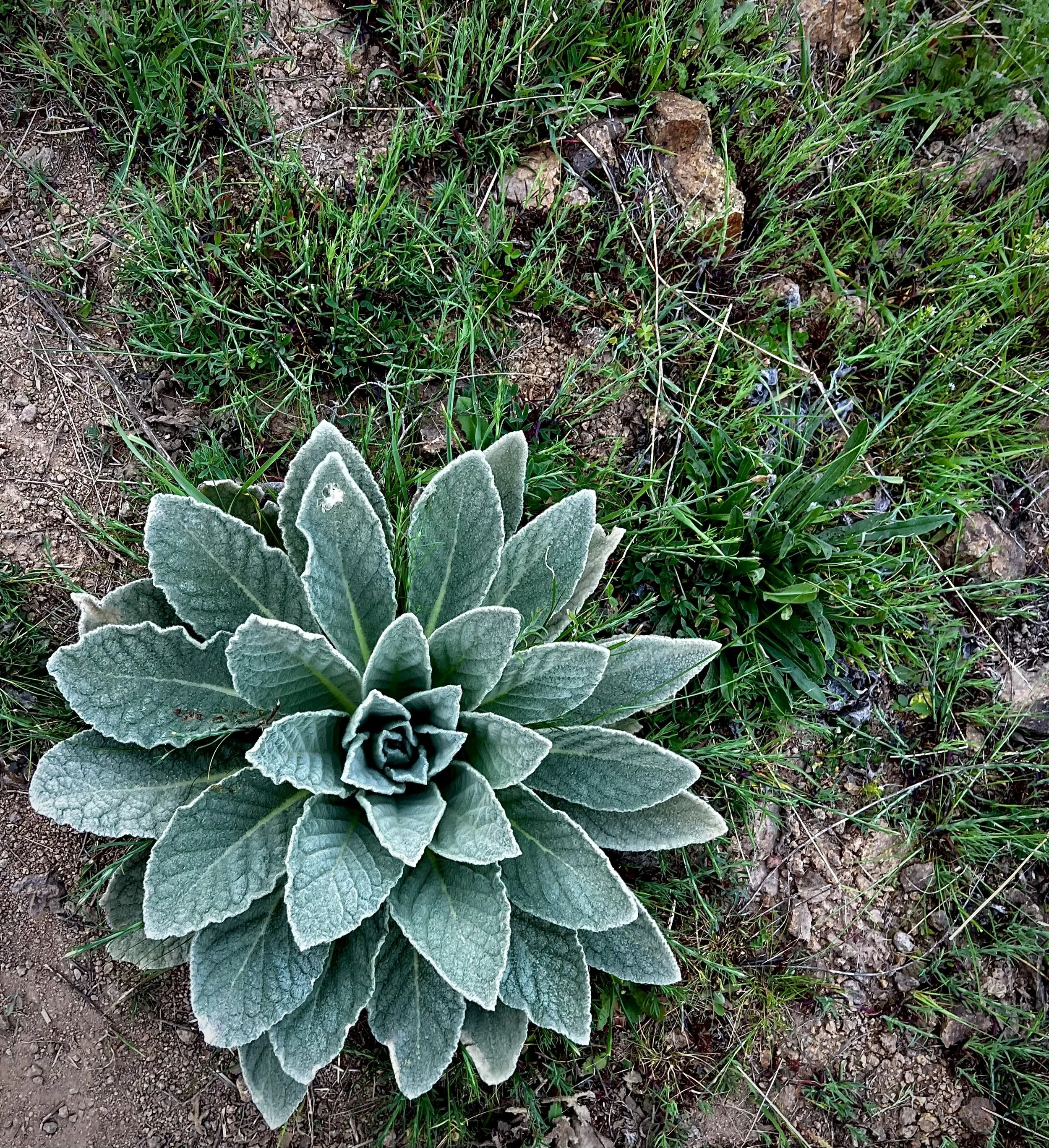 A rosette of broad, textured silver-green leaves growing amongst grass and small stones beside a dirt path.