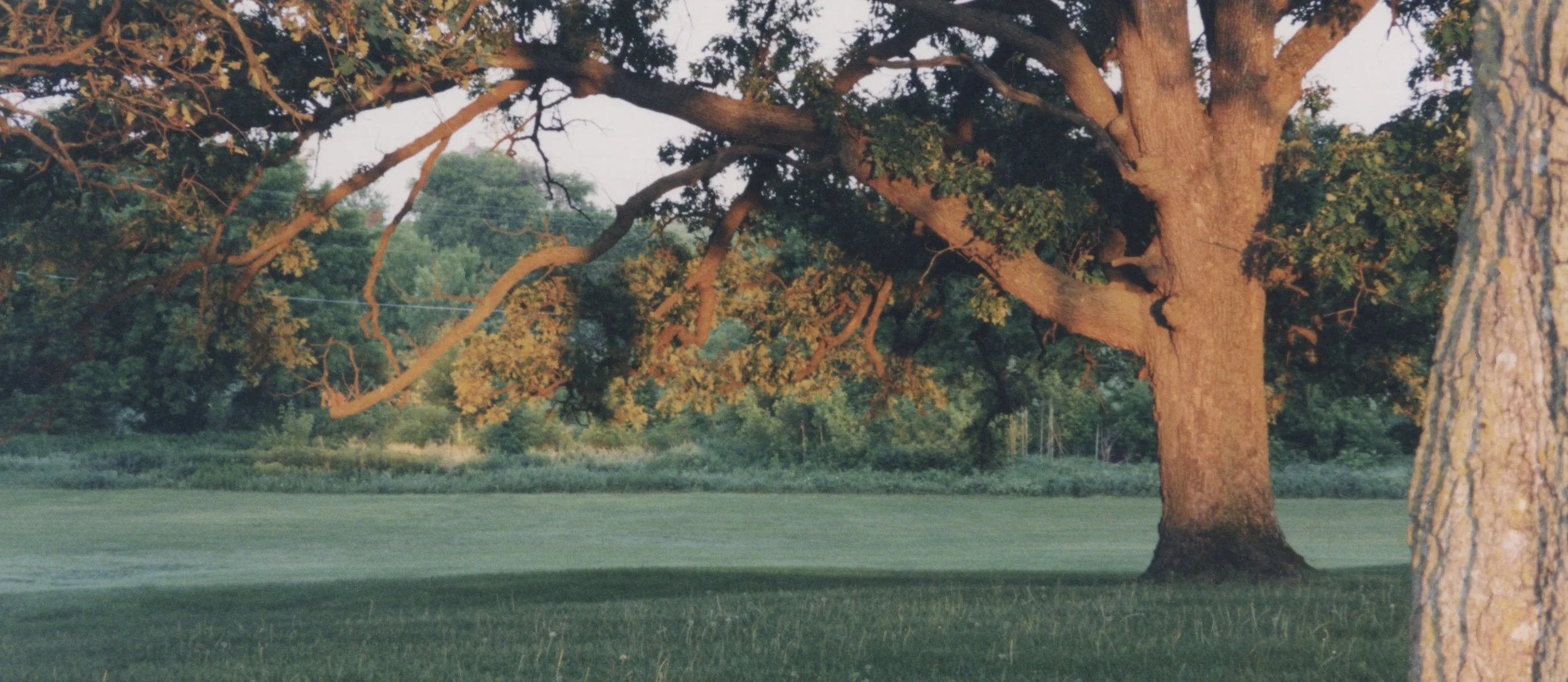 Oak tree illuminated by late afternoon sunlight standing in tall grass in a quiet park landscape.