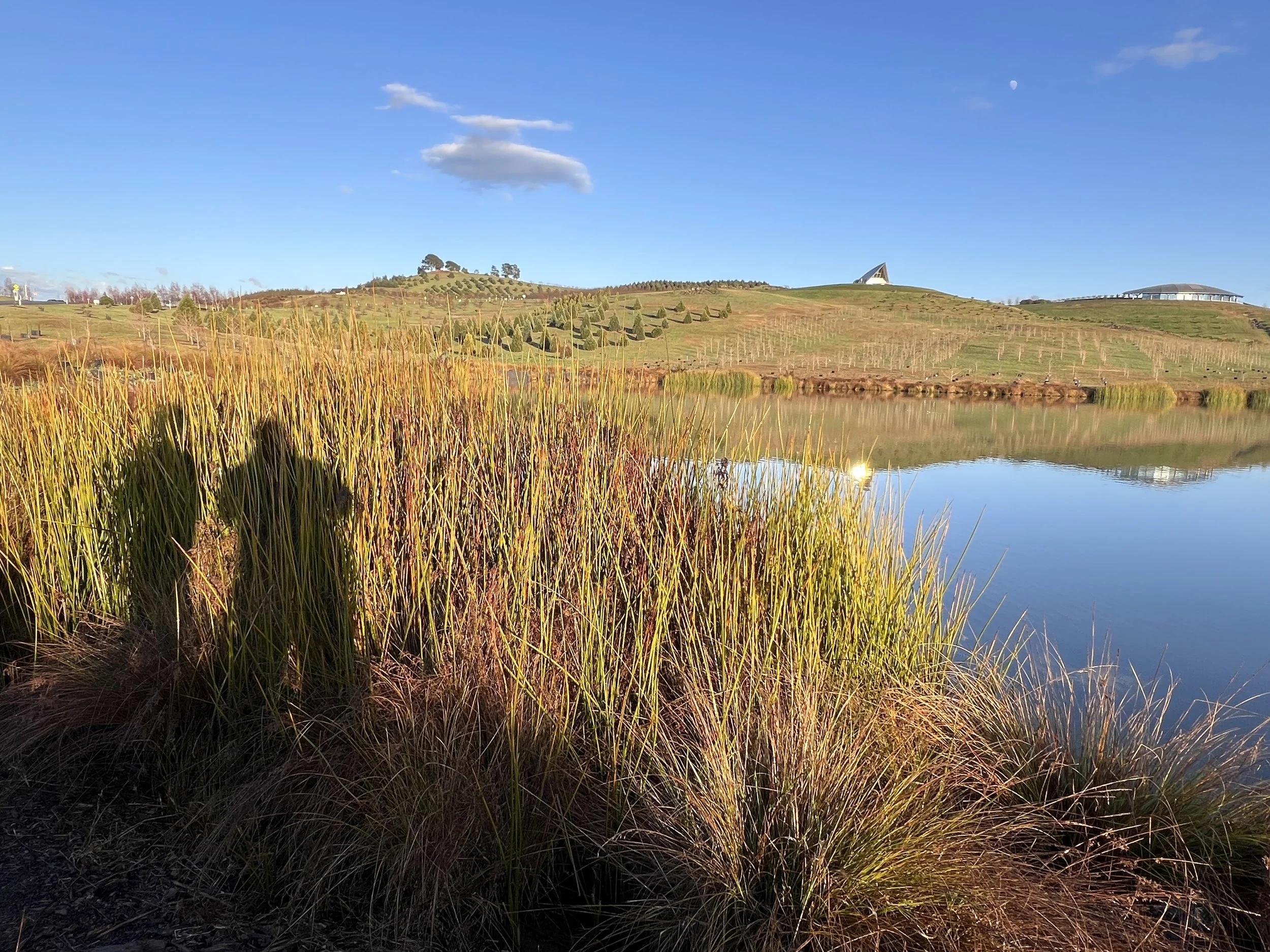 Shadow silhouettes at sunrise, overlooking the full moon at the Arboretum — a moment shared with my son.