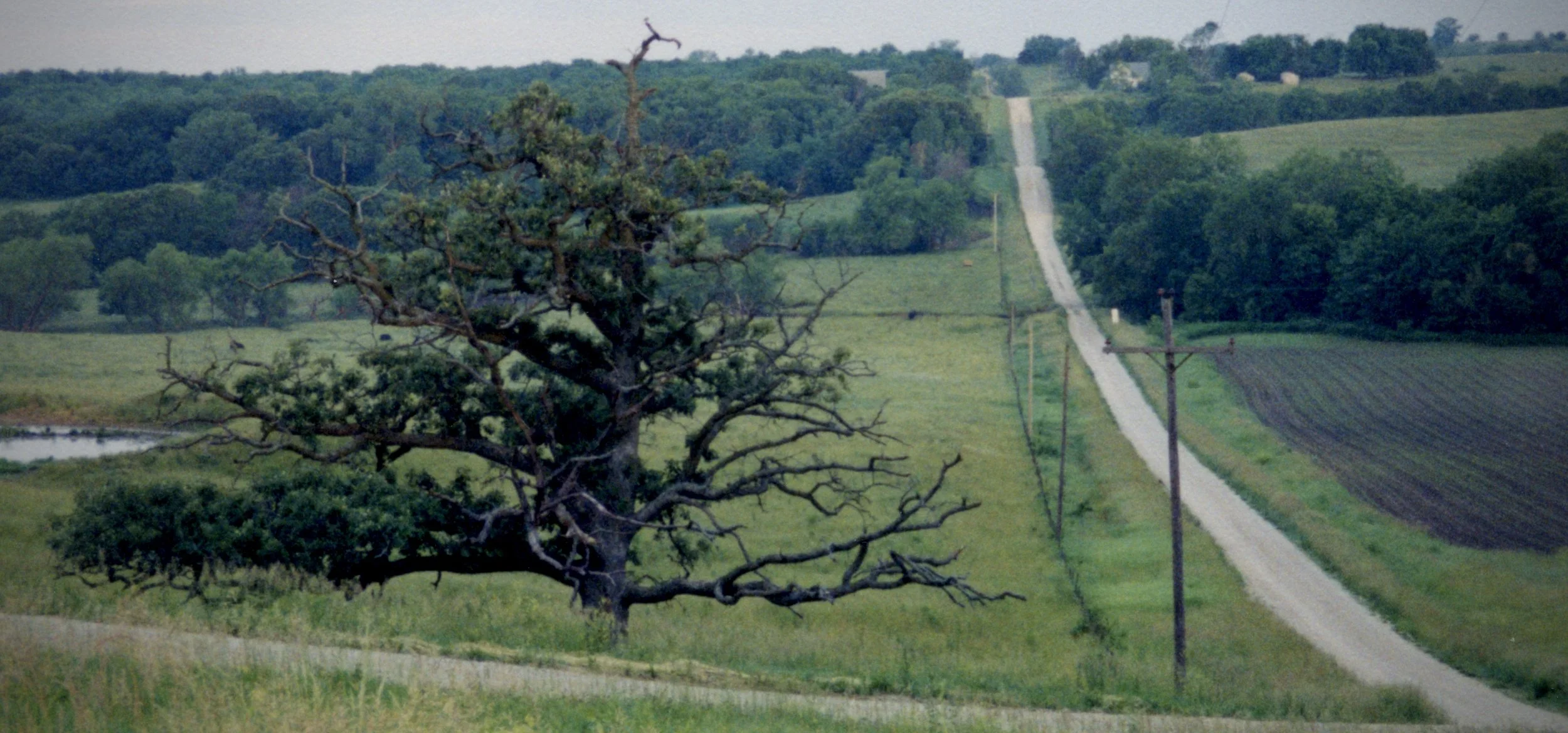 Long country road stretching beside an old pine tree toward distant forest and fields.