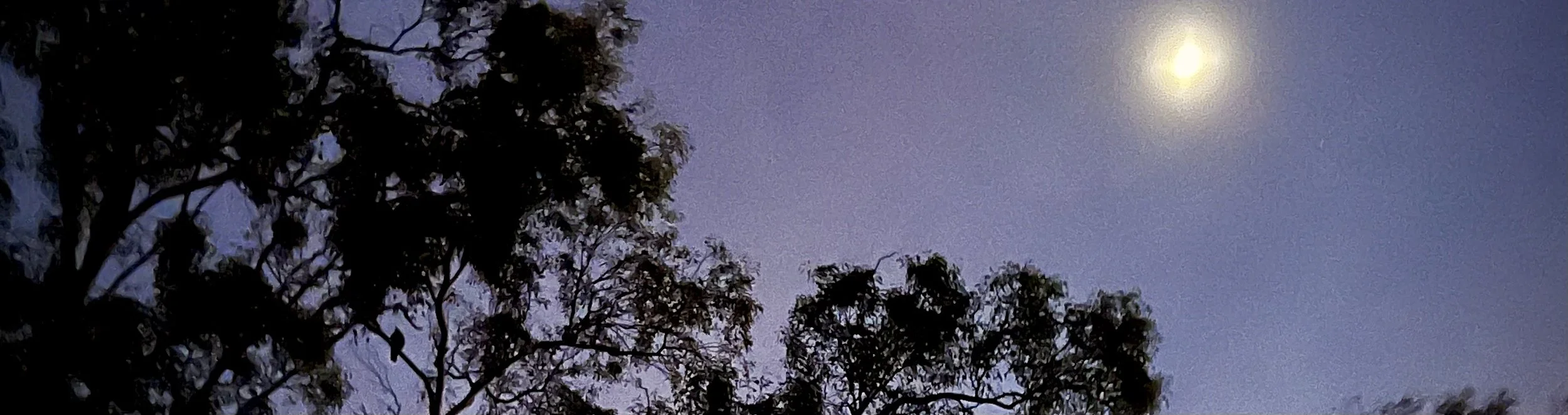 Narrow landscape photo of trees, silhouette of magpie, full moon