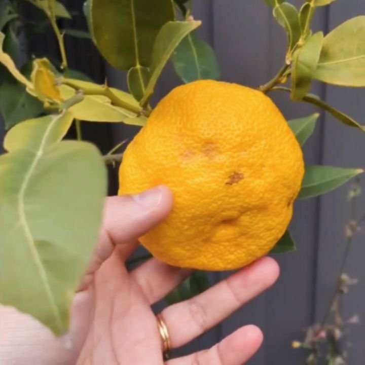 My First Yuzu.

3.5 yrs with this tree, 7 months since the first sign of fruit and now I have a whole 2 teaspoons of fresh Yuzu juice 🫣

Made a balkan cabbage salad with caraway seeds and yuzu.