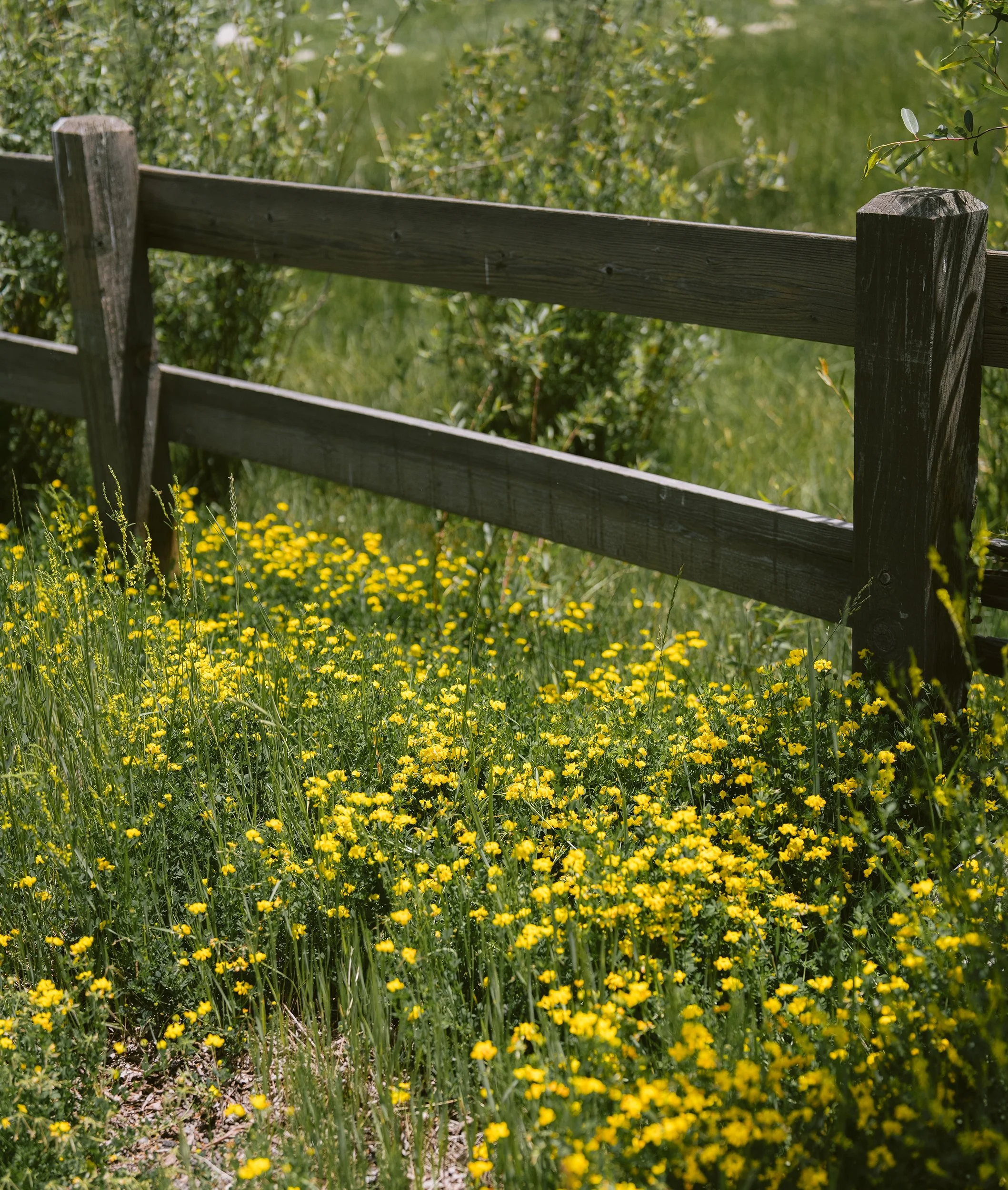 Anna Ray 2024SM_00123.jpg