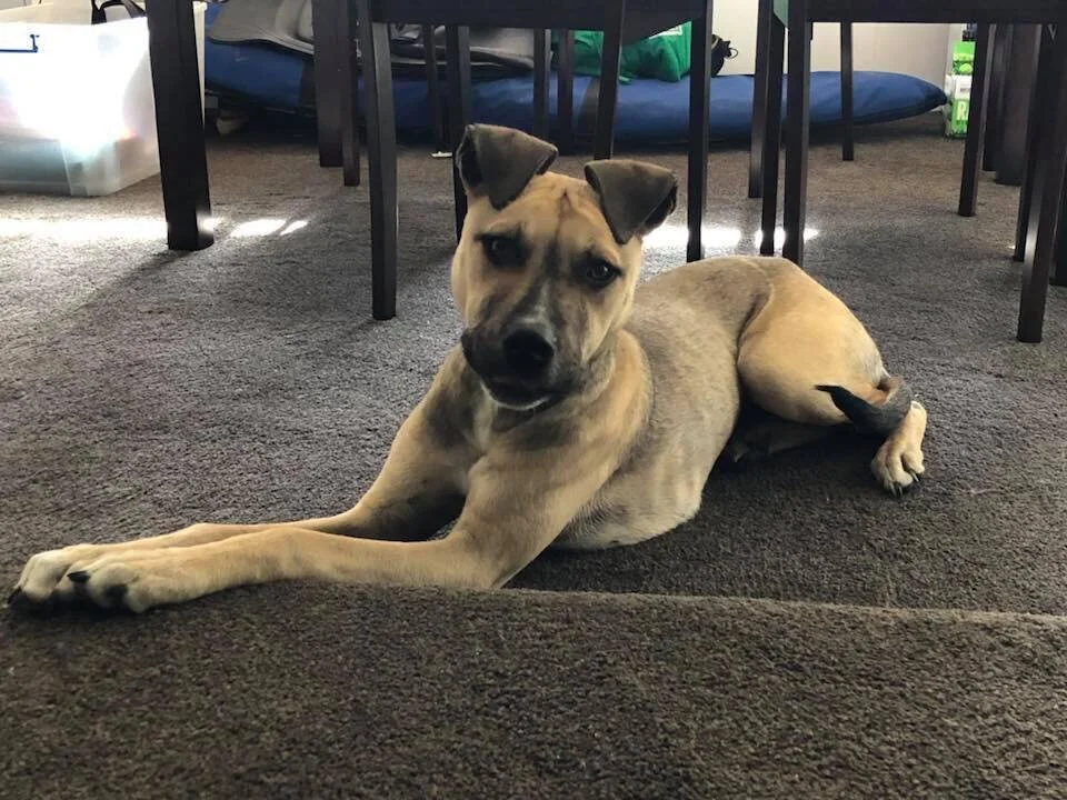 Shelter Spotlight: Charlie