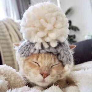 Keeping Your Cat Warm In Wainter