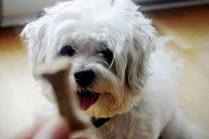 Can My Pet Eat That?