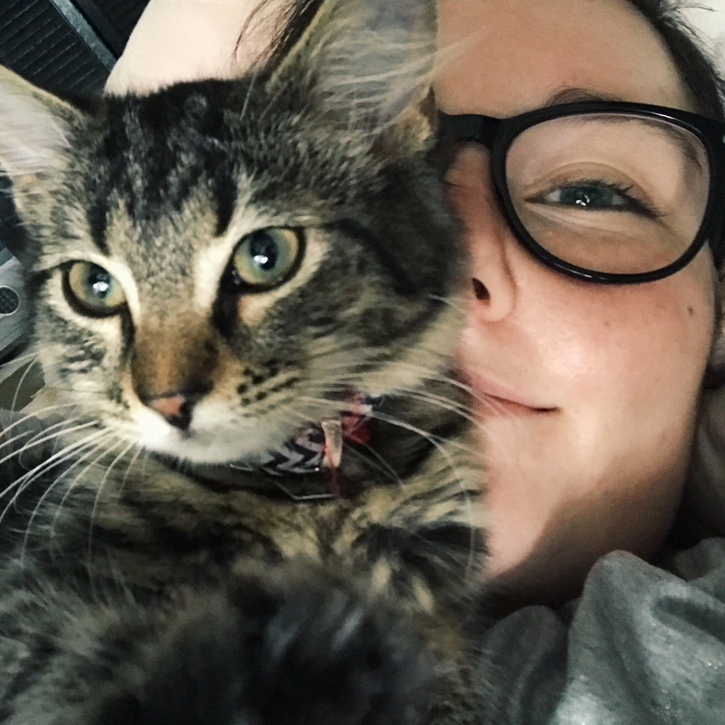 Mischa — Best Friends Pet Rescue Rescues, fosters, and rehomes Wagga Wagga, Canberra and