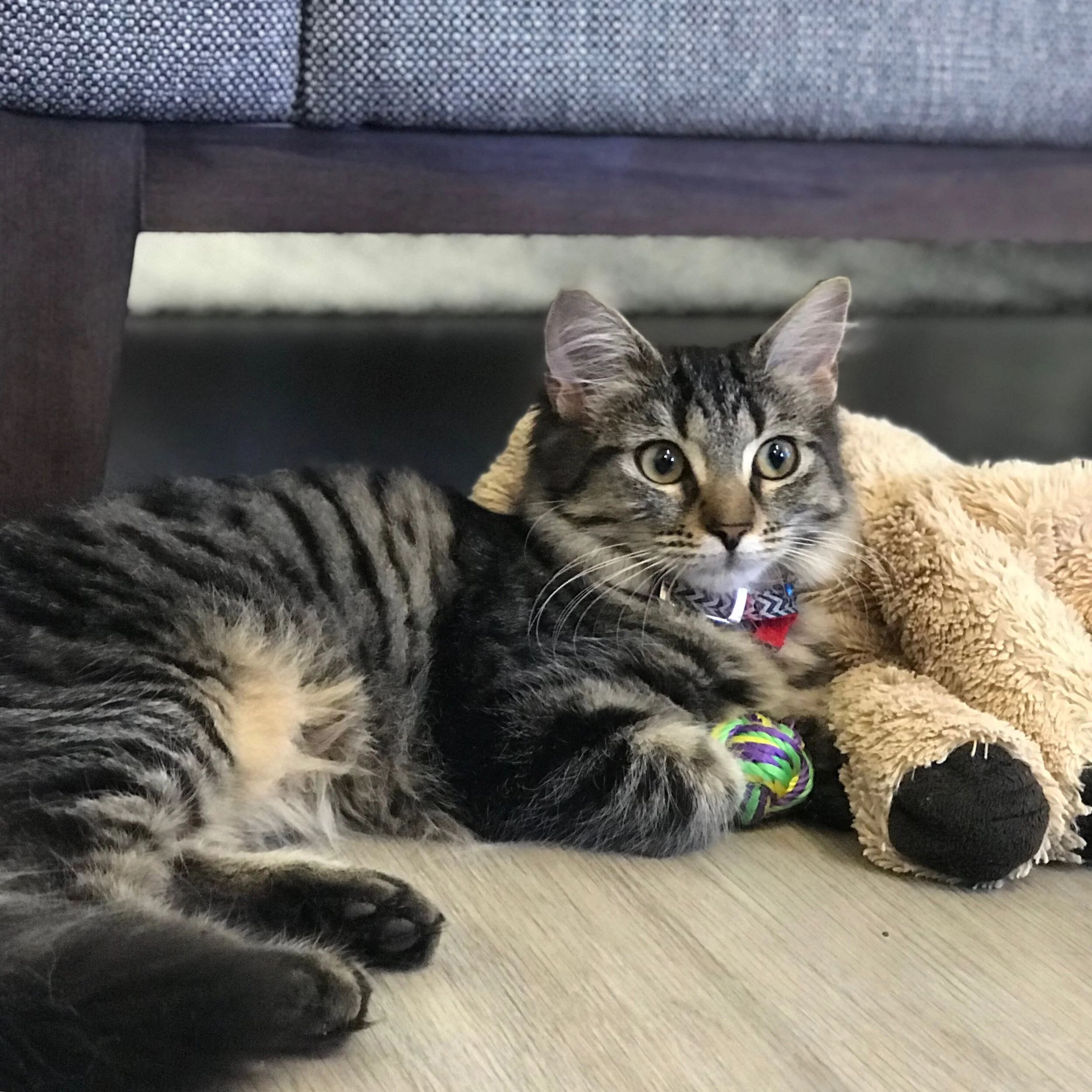 Mischa — Best Friends Pet Rescue Rescues, fosters, and rehomes