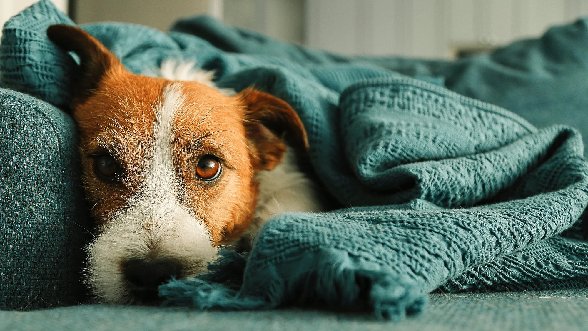 Best Friends Pets For Adoption By Owner Animal Adoption Rescue