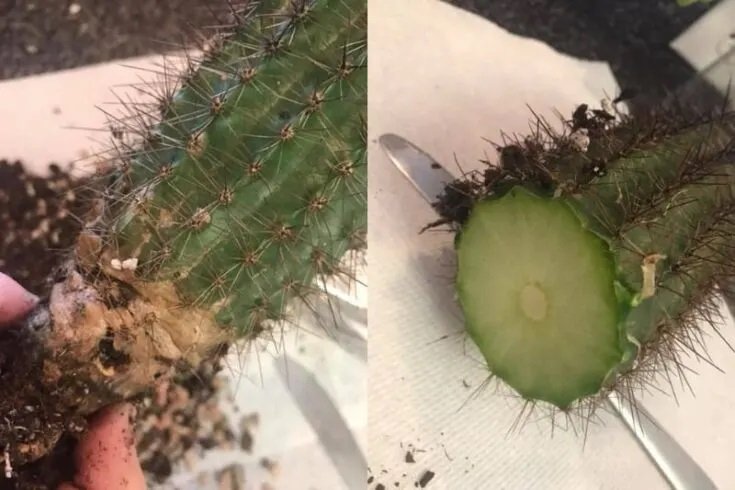 How To Rescue a Cactus From Root Rot! — Barry The Cactus Blog