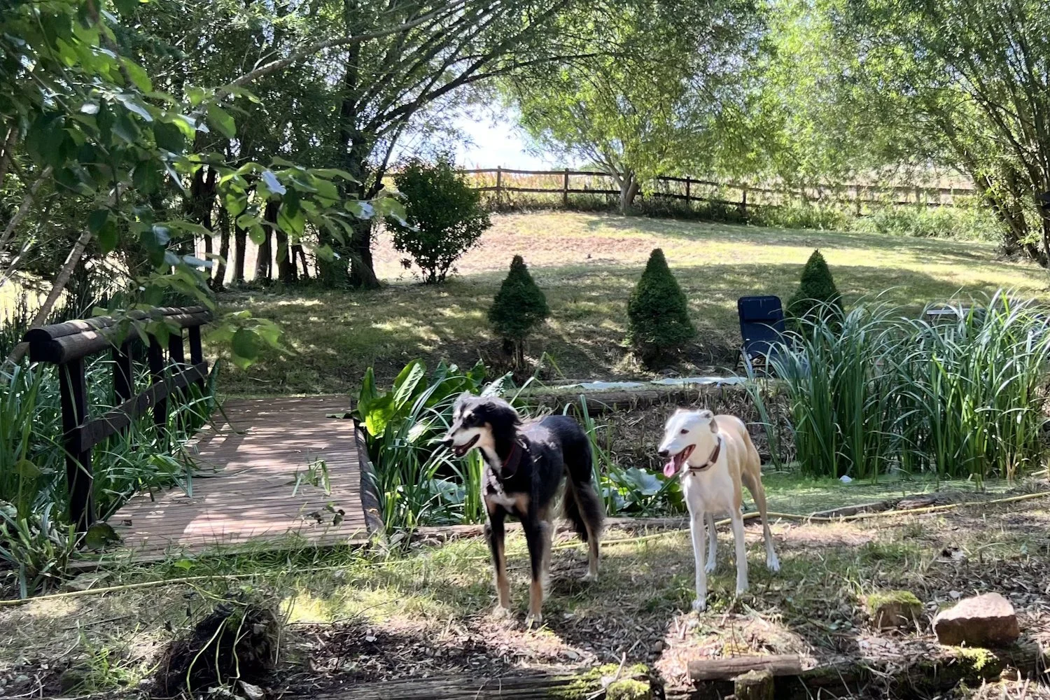 Two dogs and a smallholding