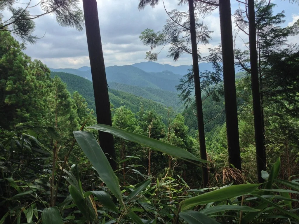 A lush green mountain landscape with dense forest and tall trees under a partly cloudy sky.
