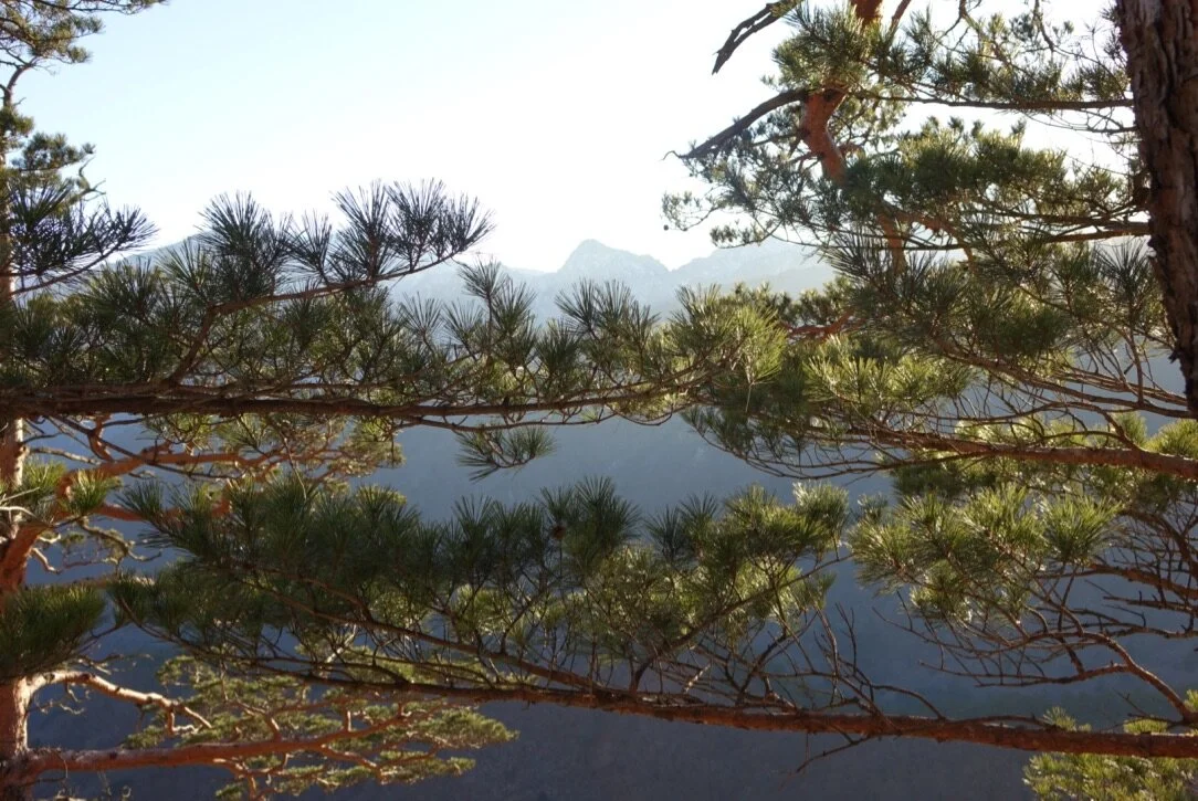 Tree branches and pine needles with mountains in the background under a bright sky.