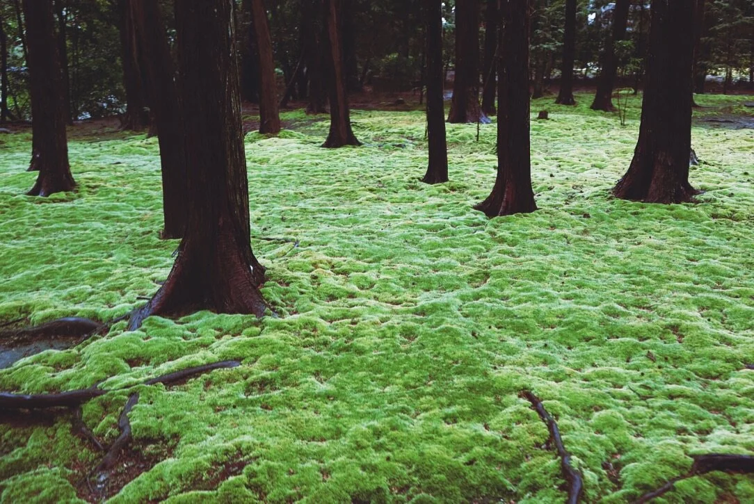 A forest floor covered with green moss and tall trees with dark trunks.