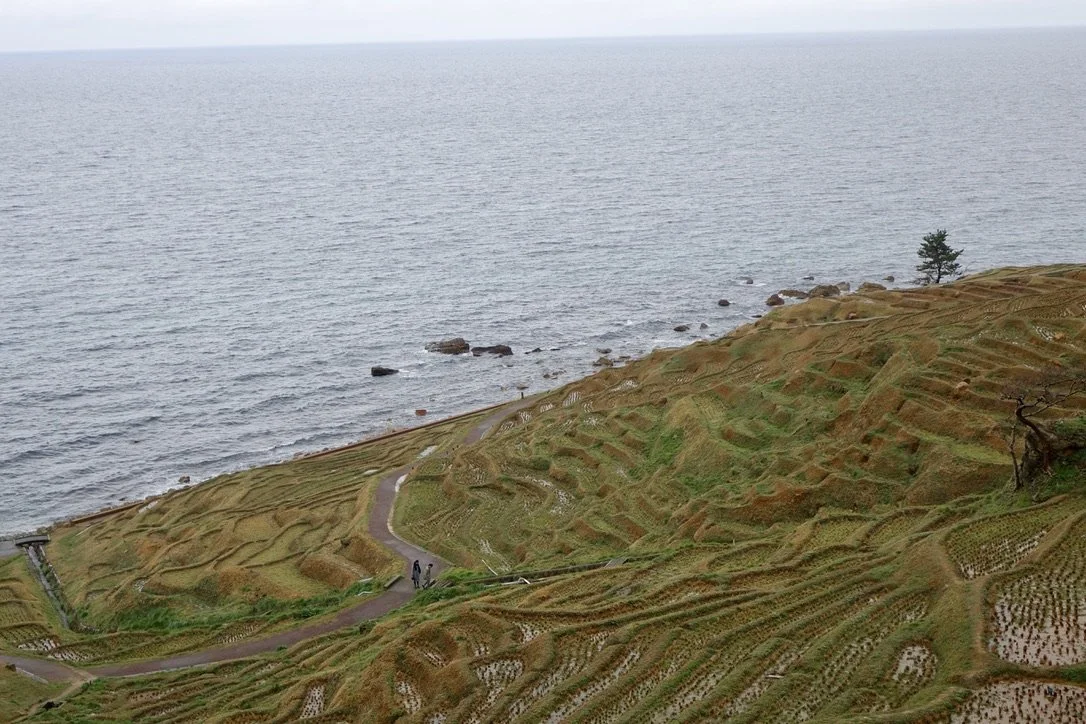 Terraced agricultural fields on a hillside overlooking the ocean with a walking path and a few people.